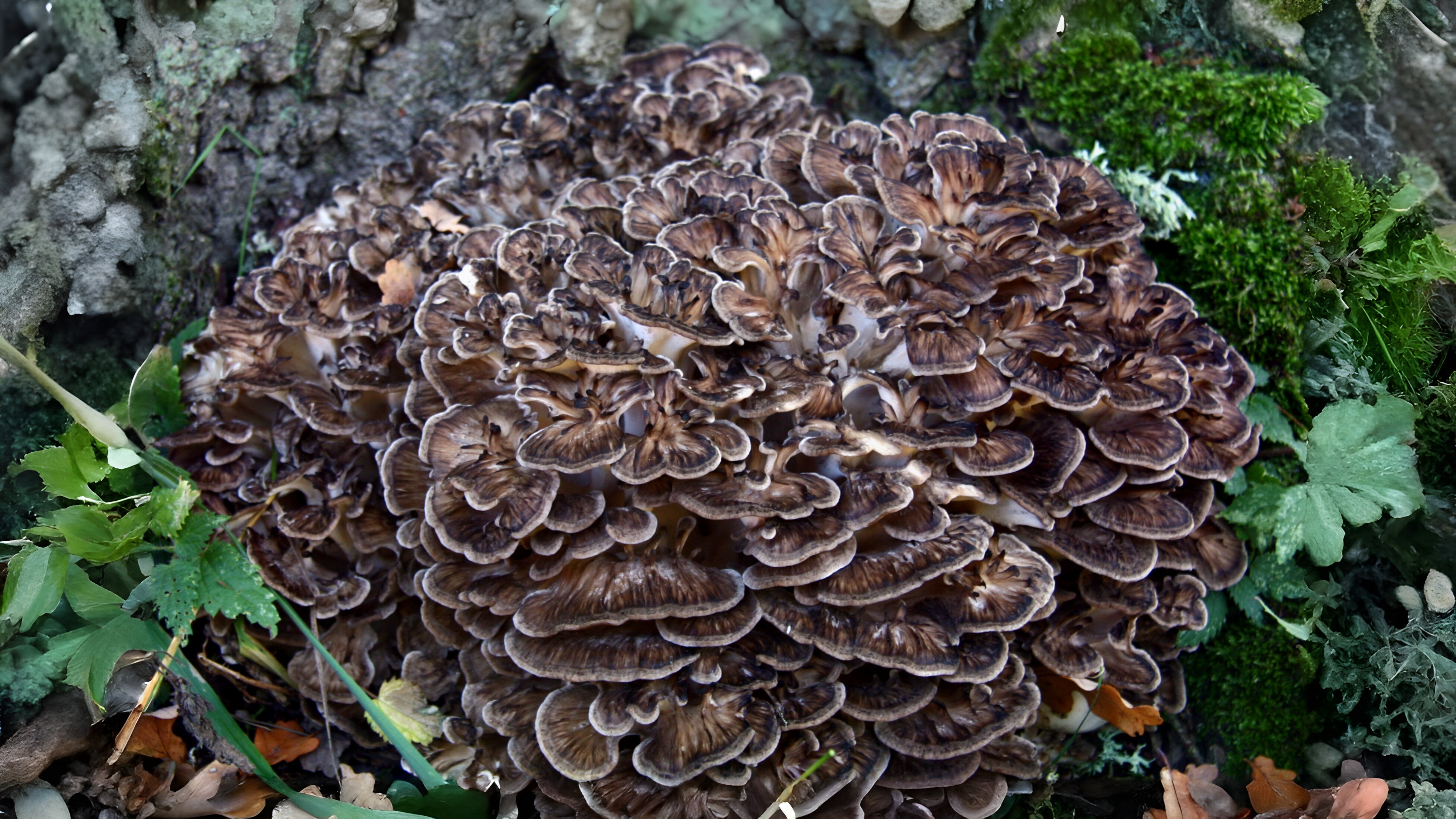 25-Feb Winter's Hidden Wonders Section Image