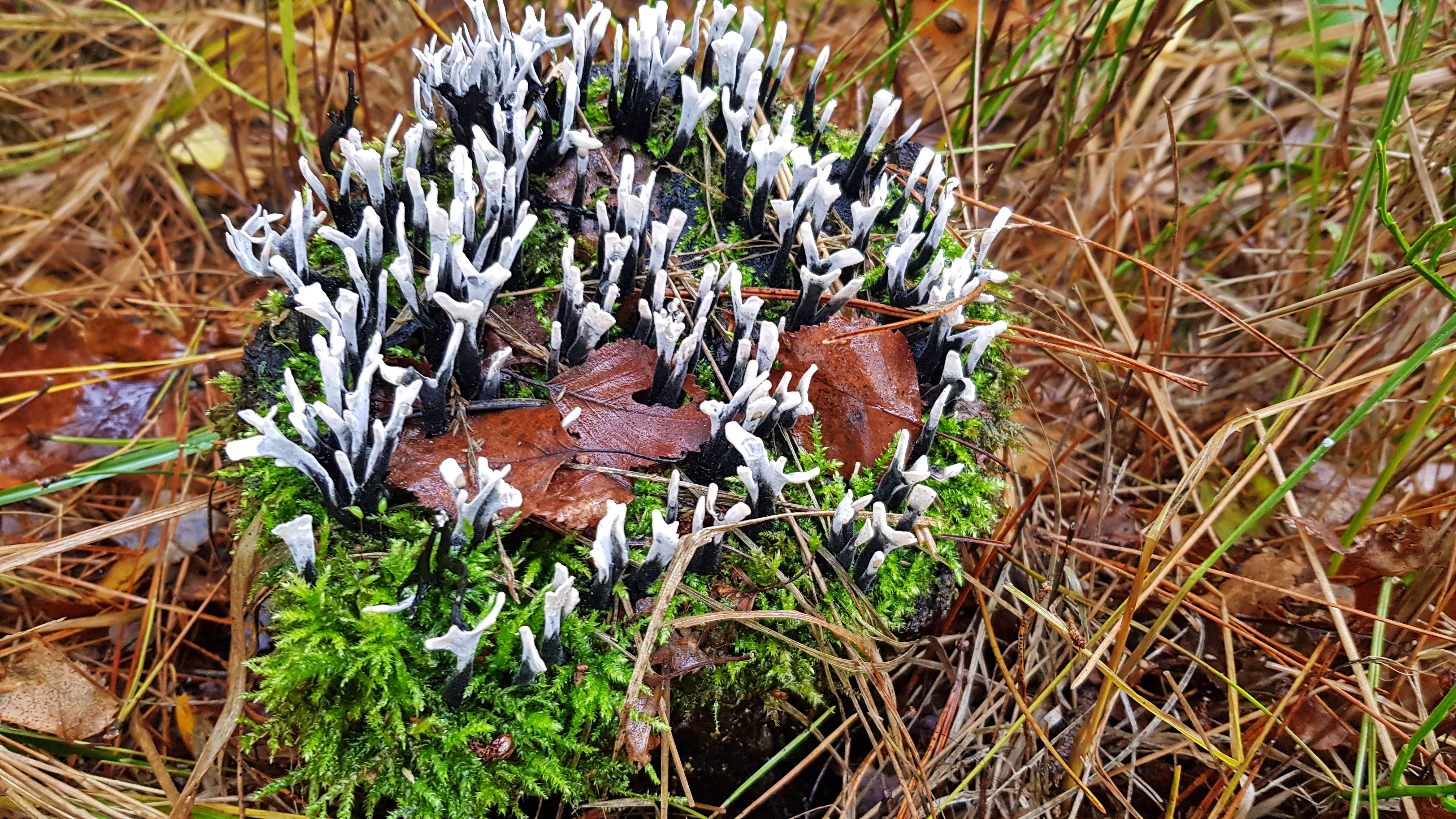 25-Feb Winter's Hidden Wonders Section Image