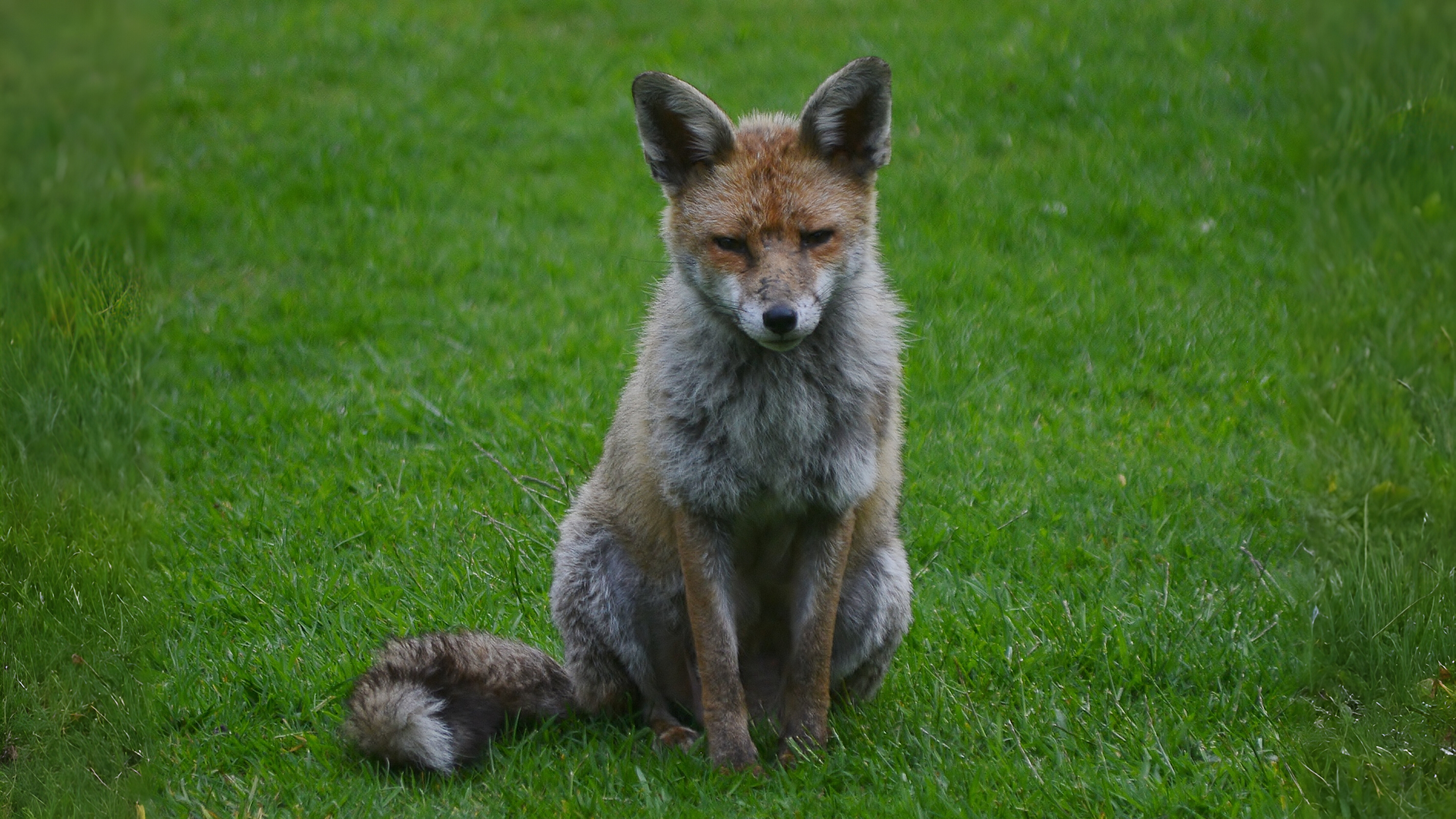 25-Jan Burns Night and Winter Mammals Section Image