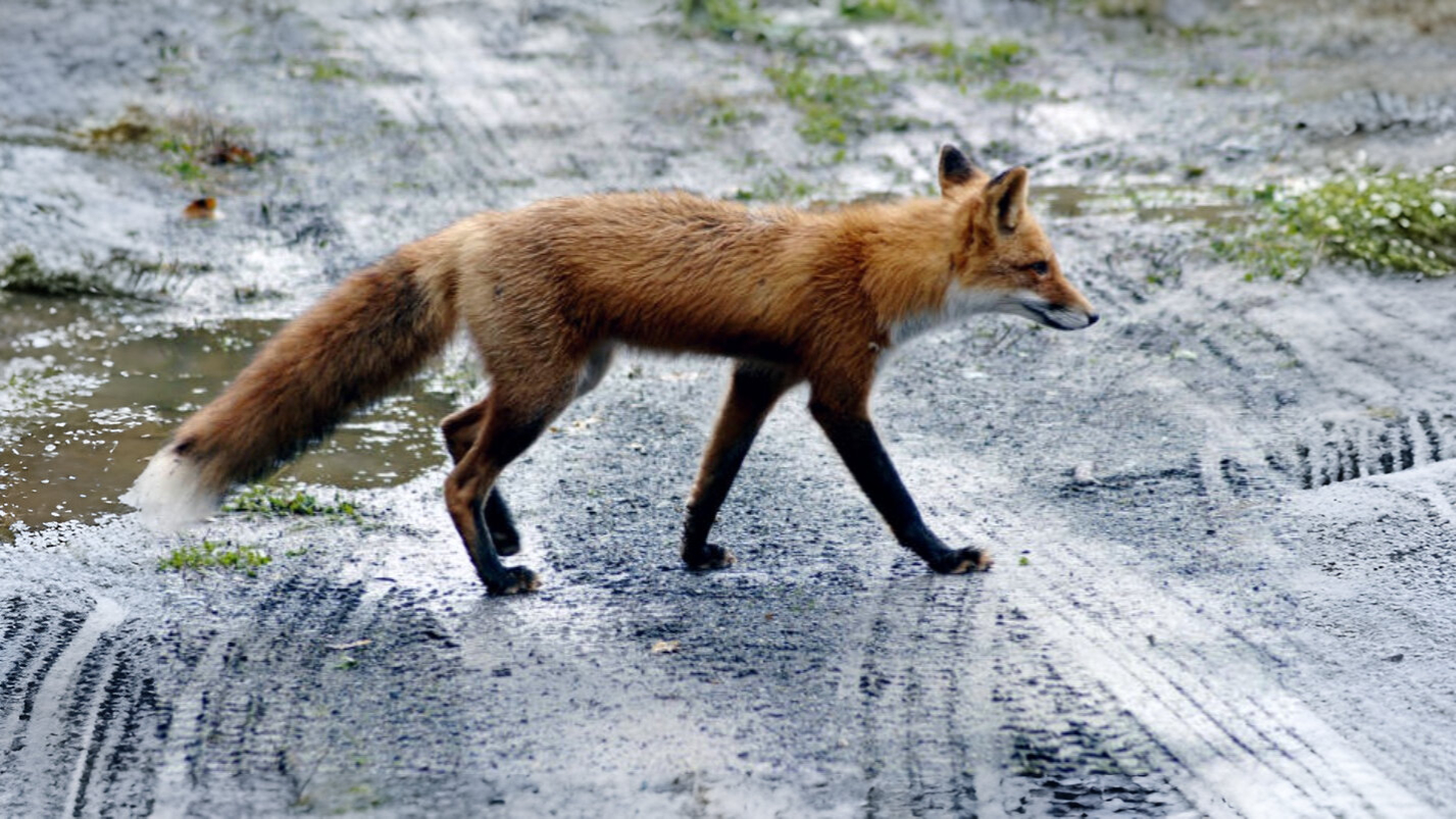 25-Jan Burns Night and Winter Mammals Section Image