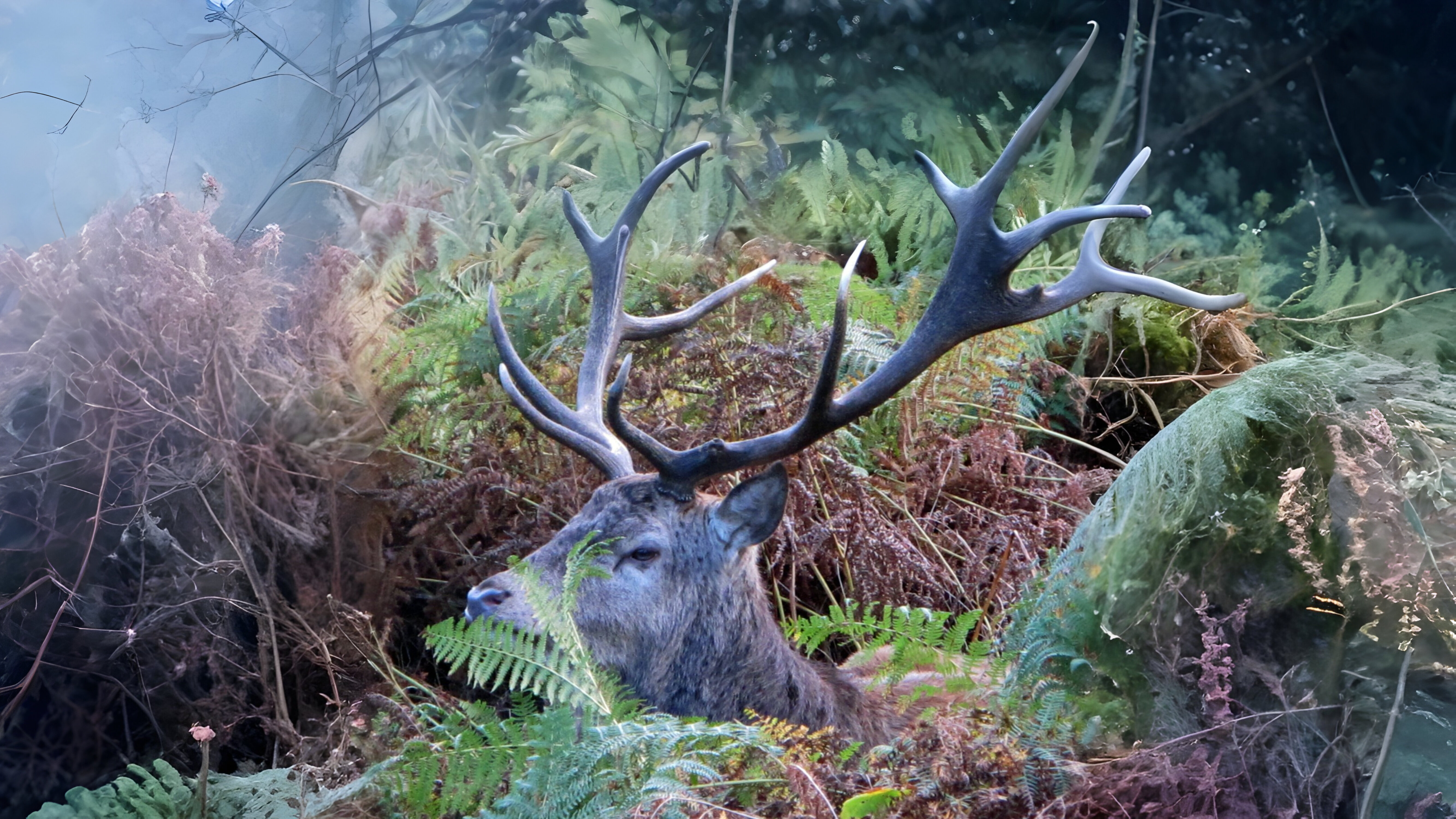 25-Jan Burns Night and Winter Mammals Section Image