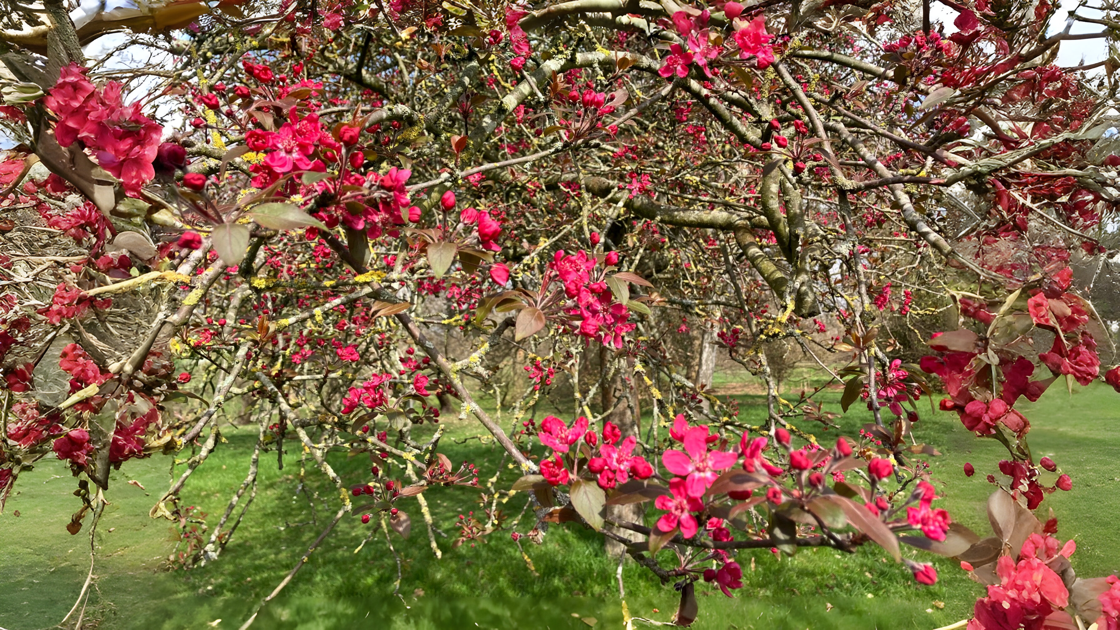 26-Mar London’s March Blooms and Palms Section Image