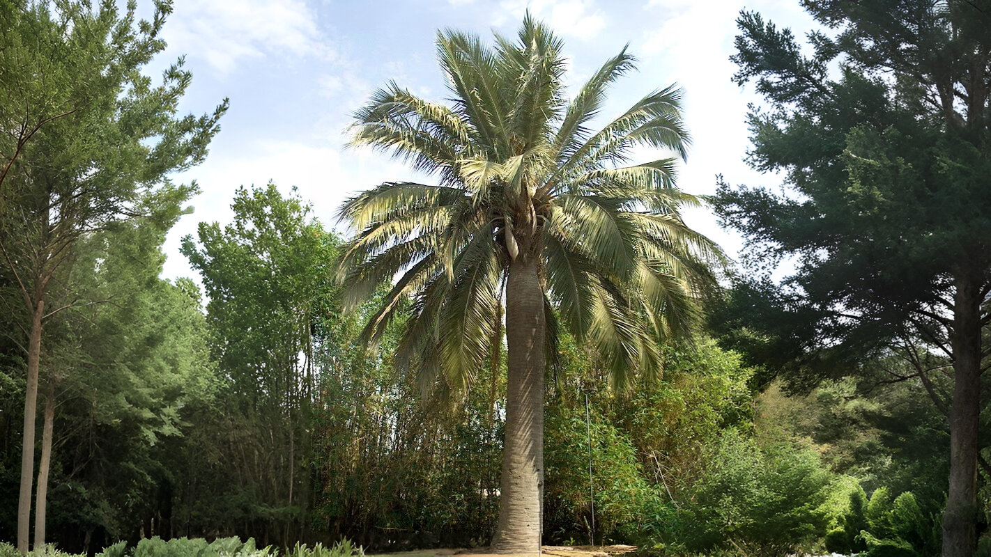 26-Mar London’s March Blooms and Palms Section Image