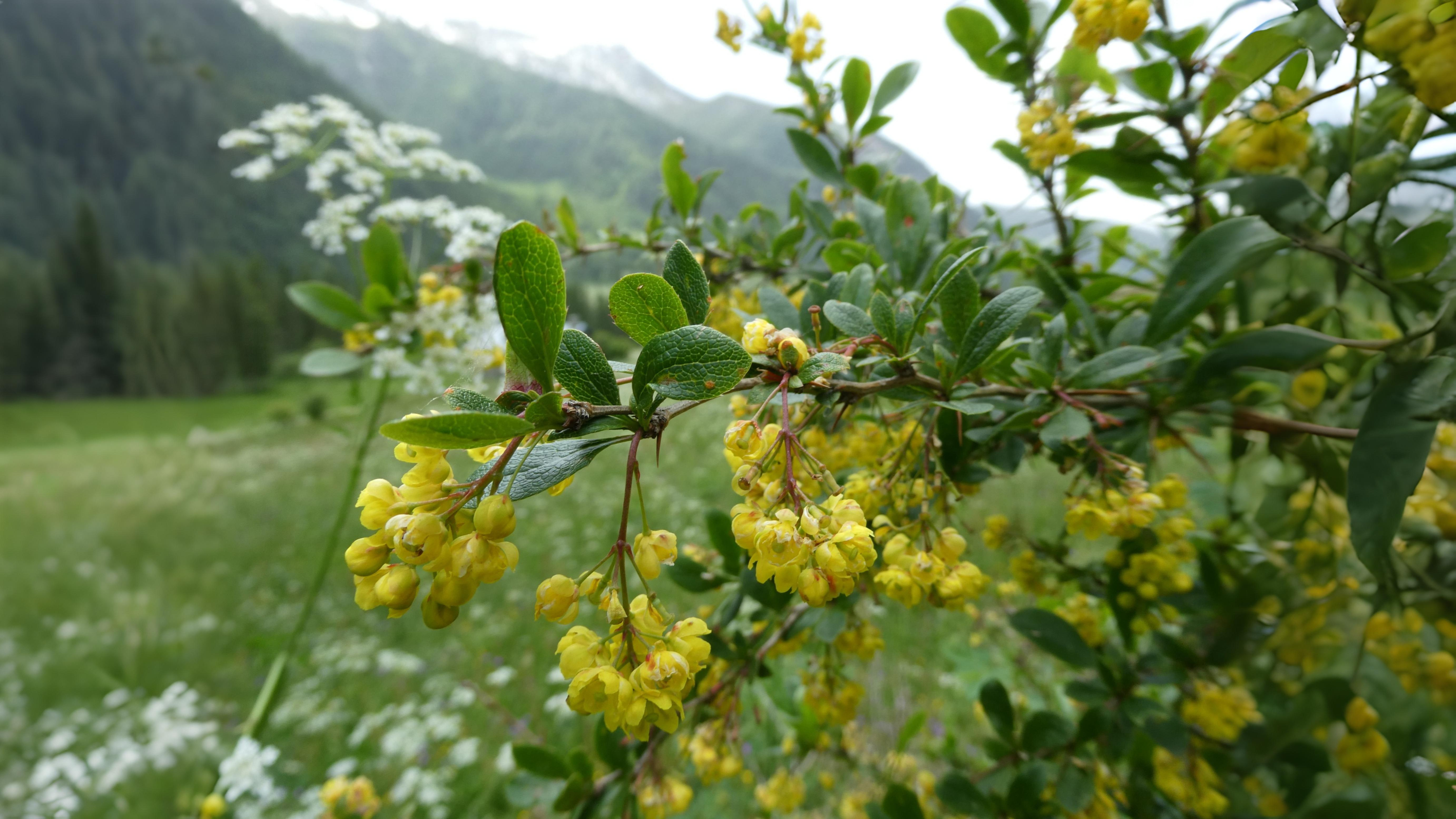 26-Apr London’s April Shrubs: Beauty & Intrigue Section Image