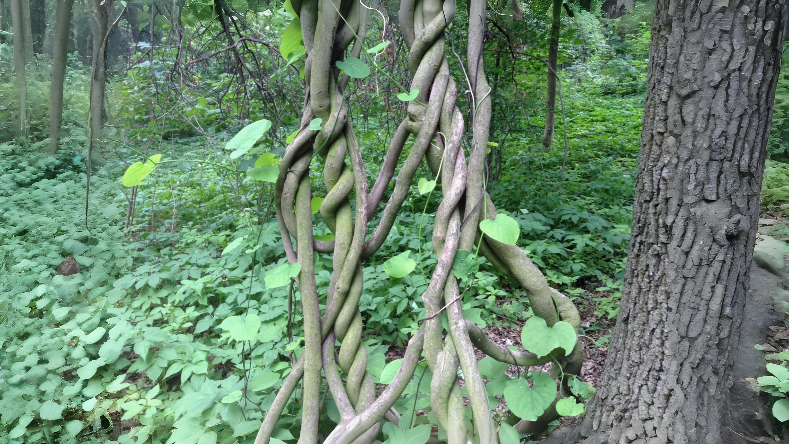 26-Apr London’s April Shrubs: Beauty & Intrigue Section Image