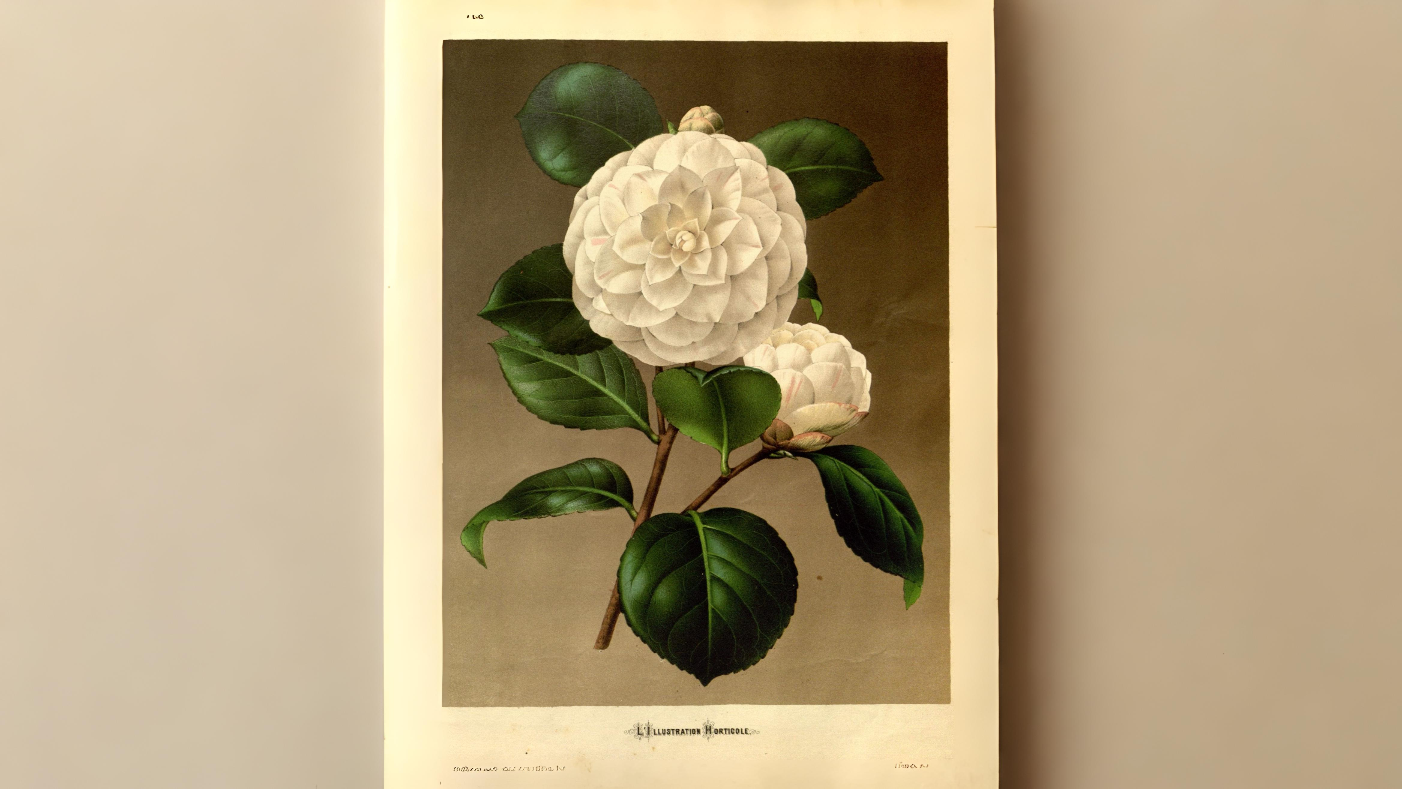 26-Apr London’s April Shrubs: Beauty & Intrigue Section Image