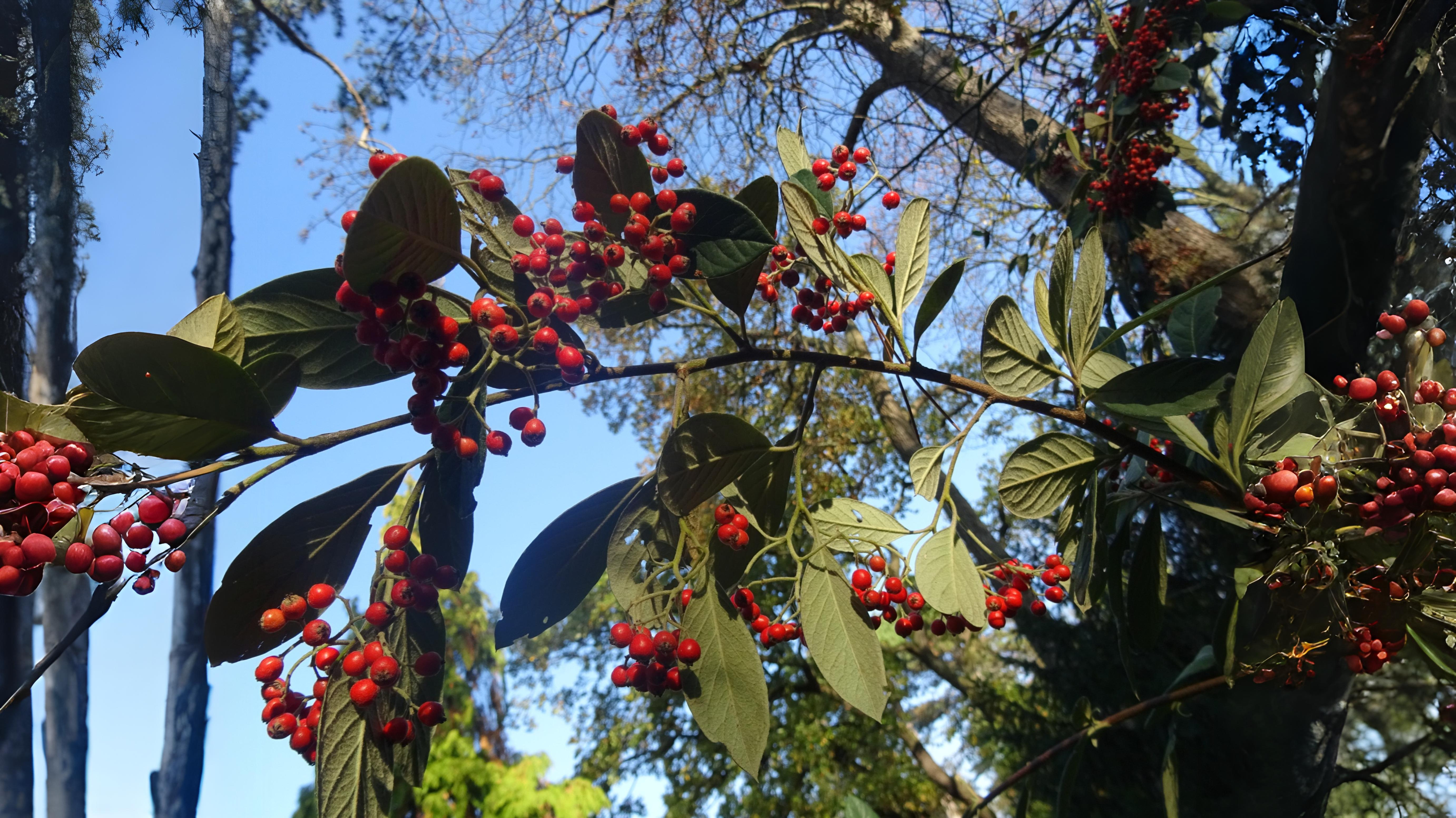 26-Apr London’s April Shrubs: Beauty & Intrigue Section Image