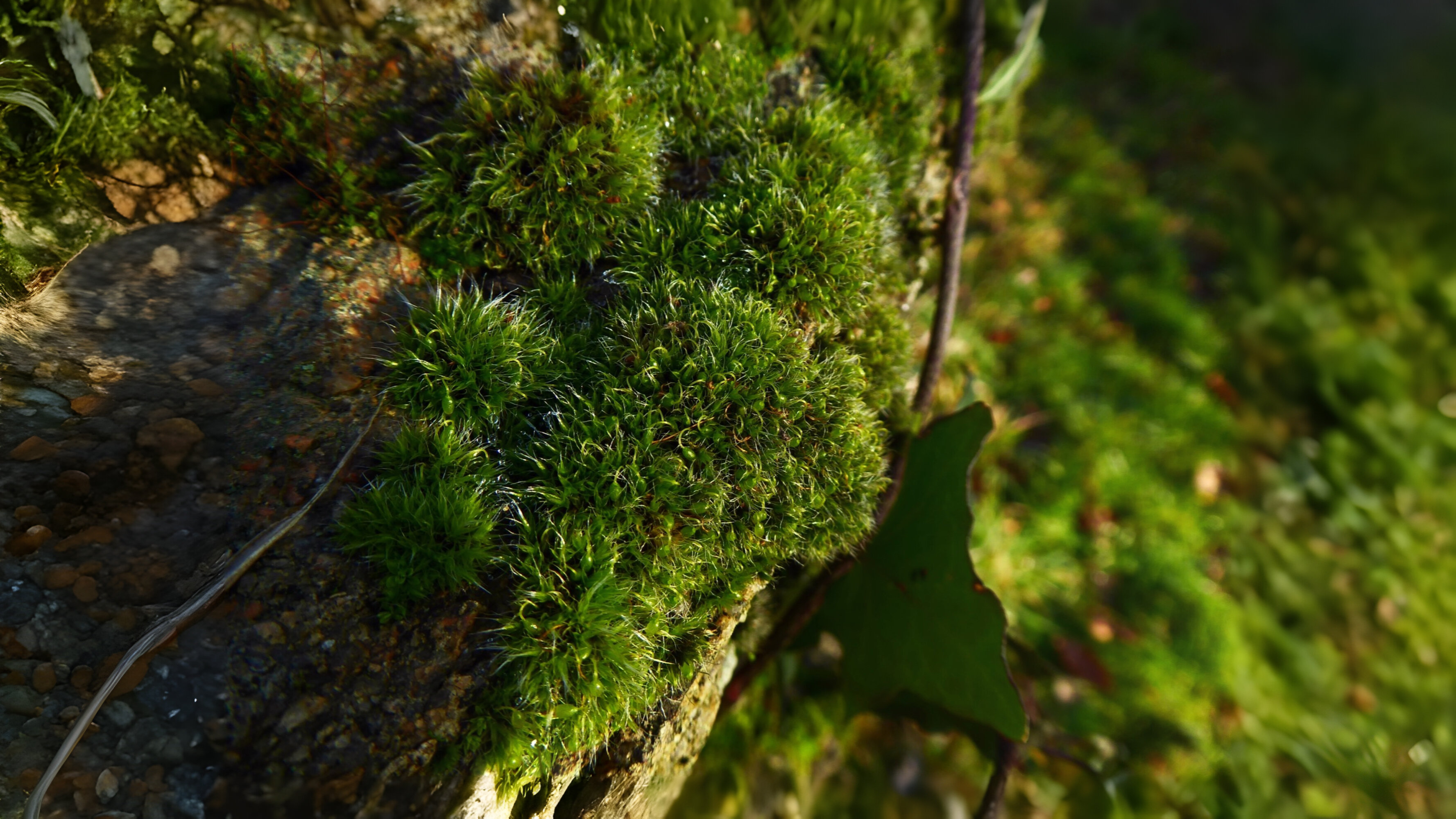 26-Feb Mosses and Liverworts Section Image