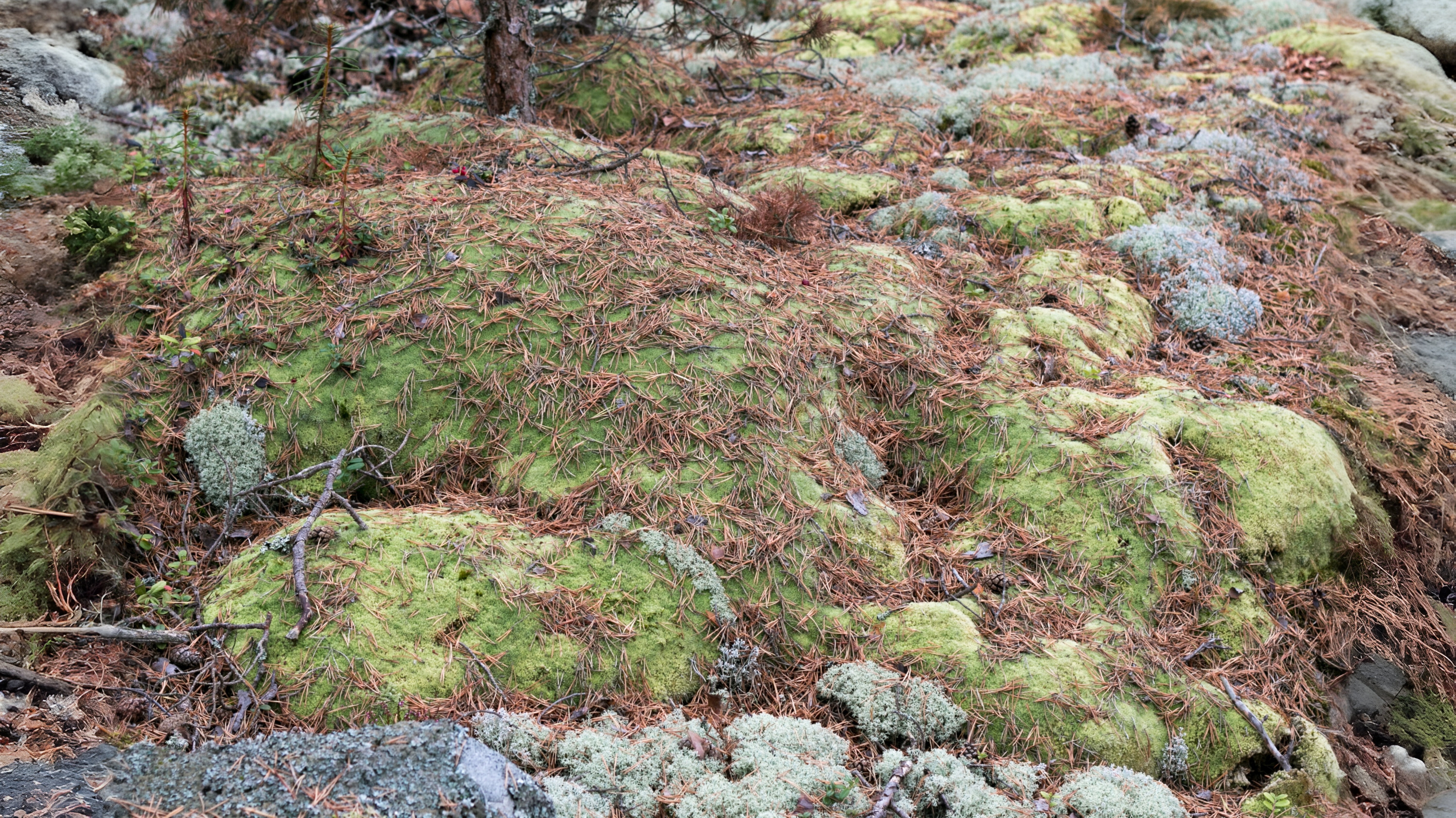 26-Feb Mosses and Liverworts Section Image