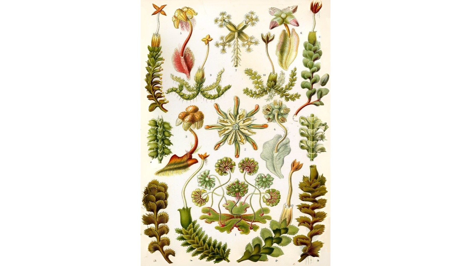 26-Feb Mosses and Liverworts Section Image