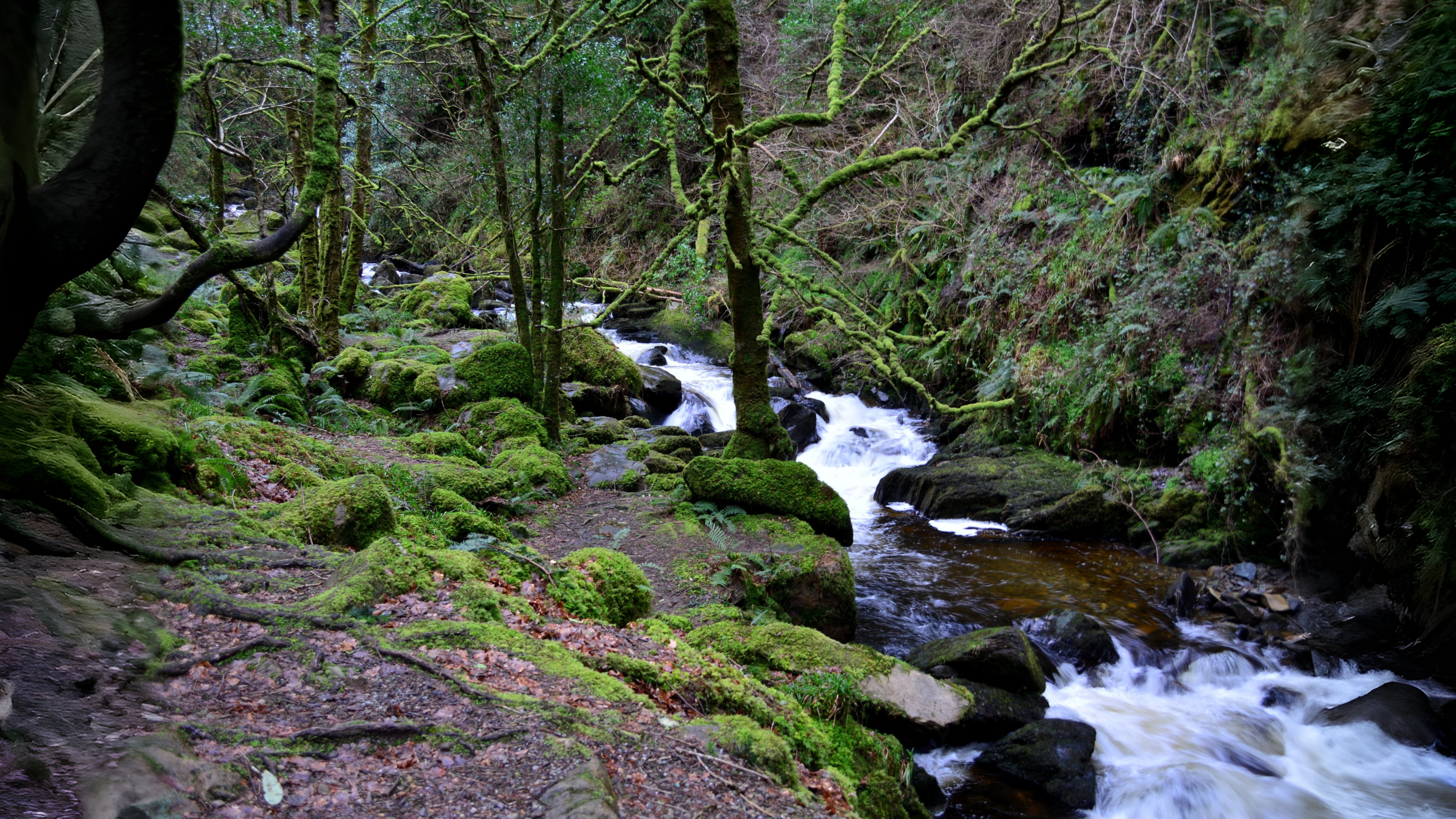 26-Feb Mosses and Liverworts Section Image