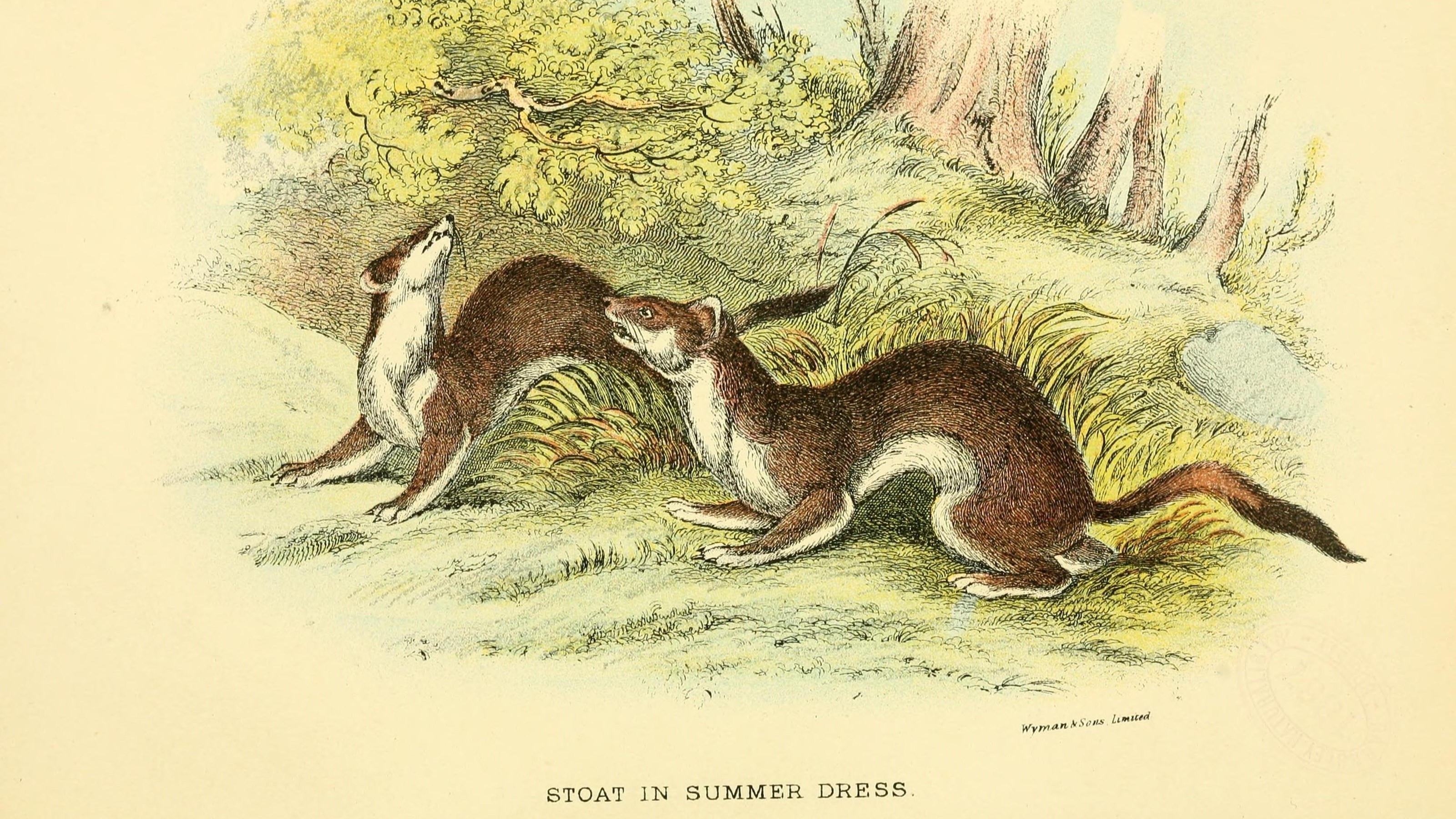 26-Jan Lives of Stoats, Weasels & More Section Image