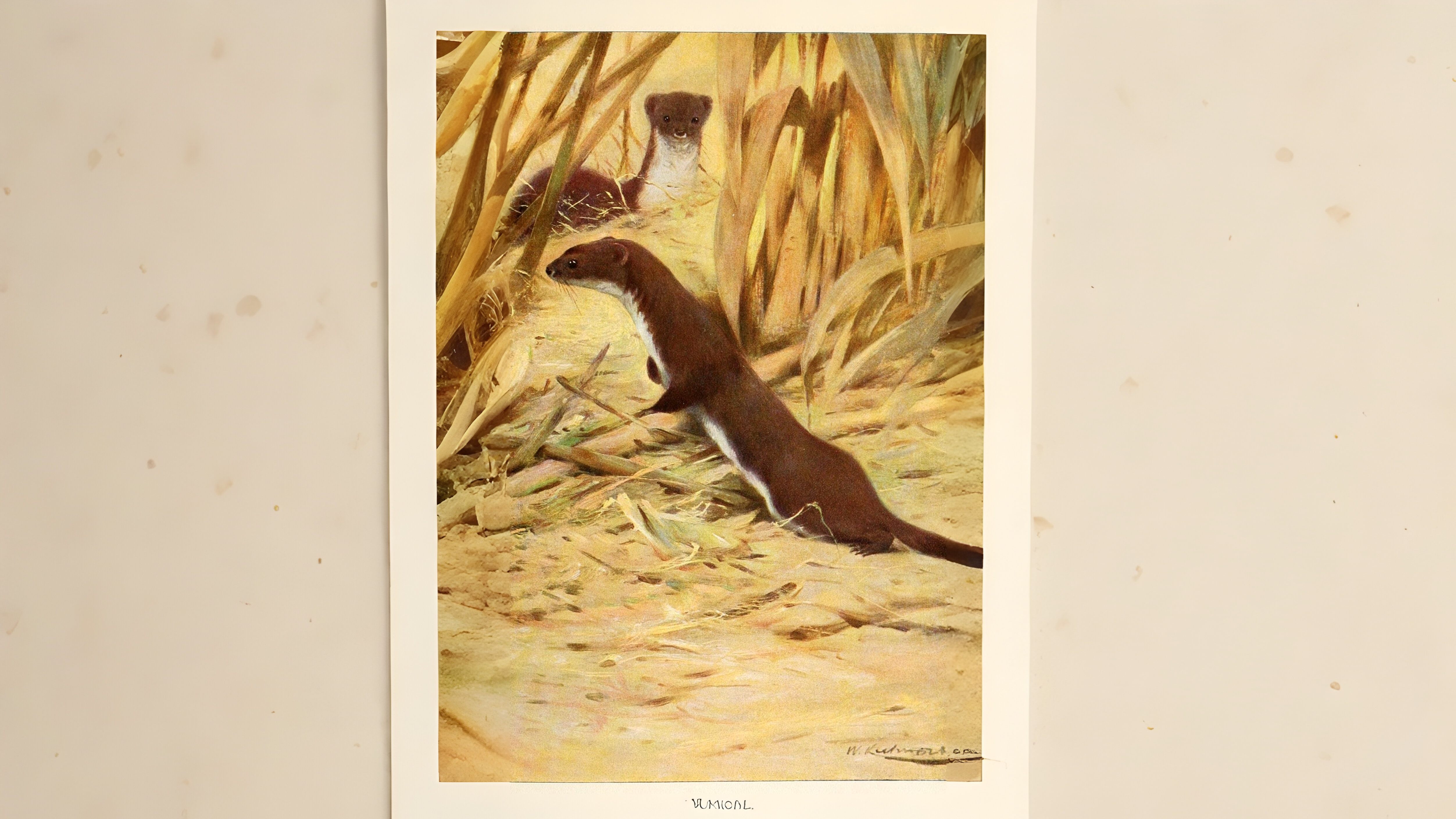 26-Jan Lives of Stoats, Weasels & More Section Image