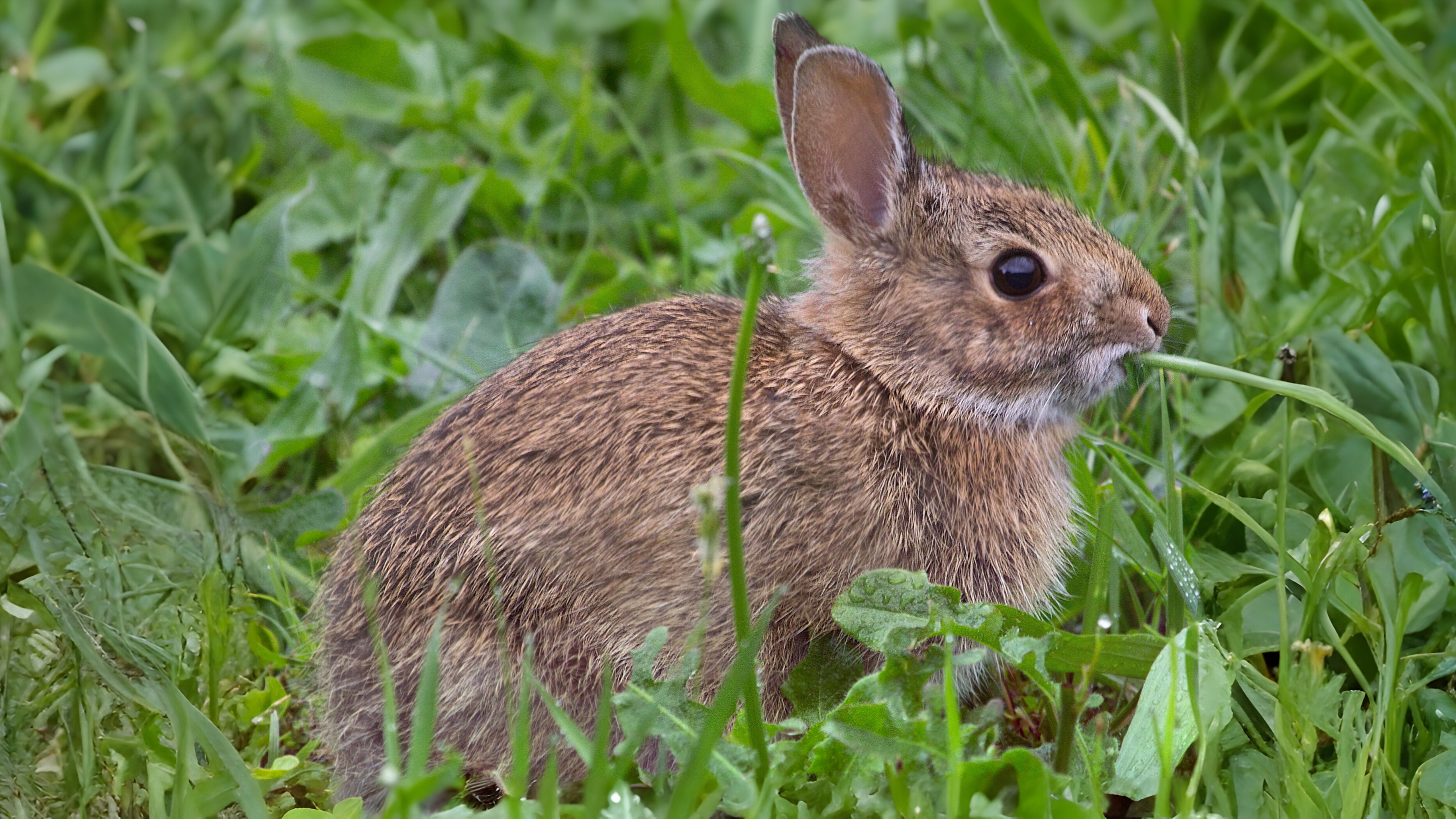 26-Jan Lives of Stoats, Weasels & More Section Image