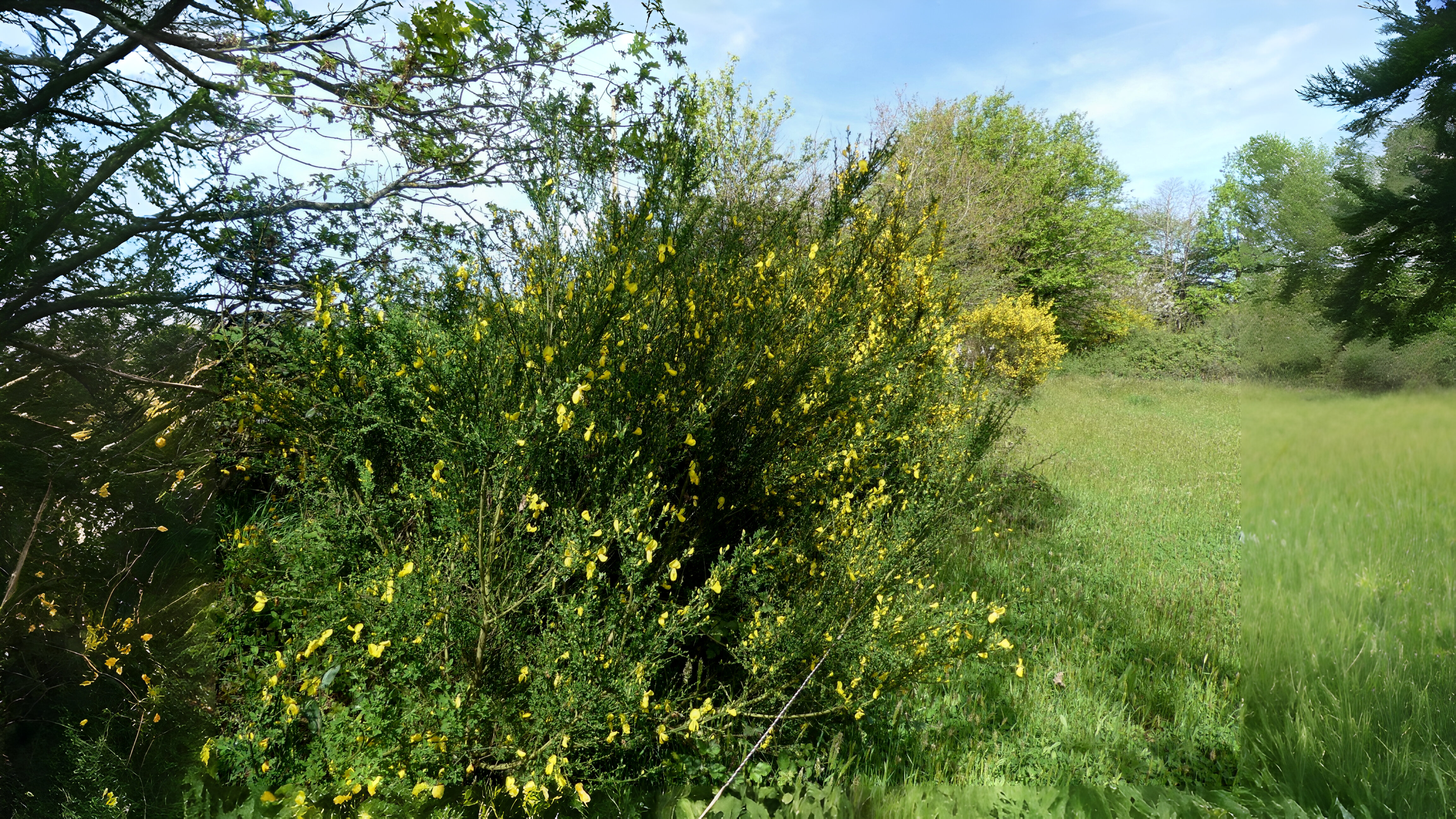 27-Mar March Shrub Spectacle Section Image