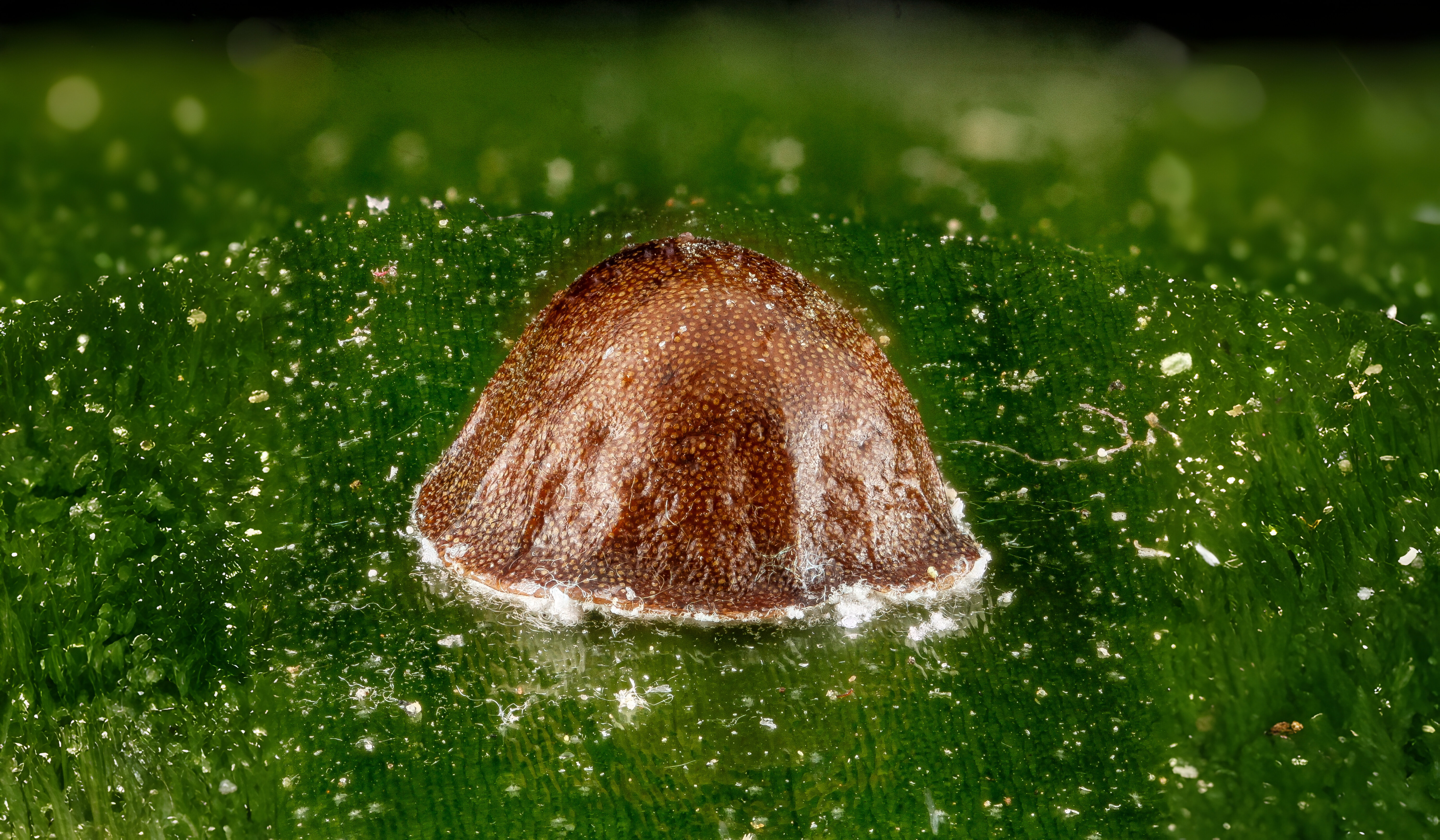 27-Feb Insects, and Spiders Surprises Section Image
