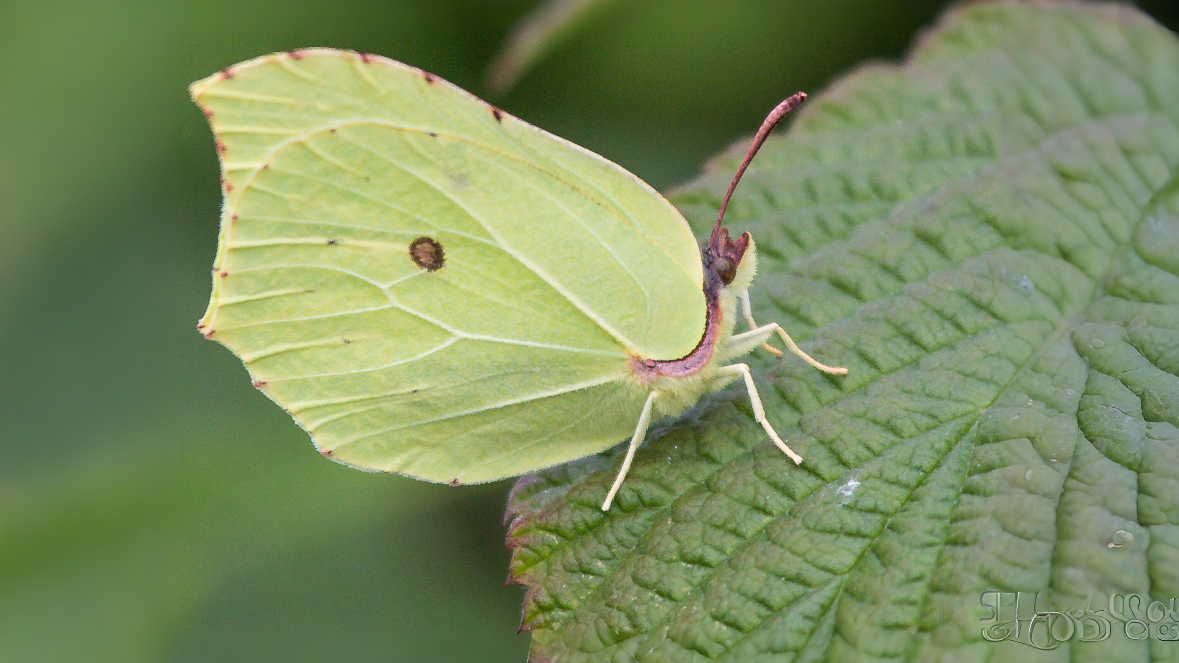 27-Feb Insects, and Spiders Surprises Section Image