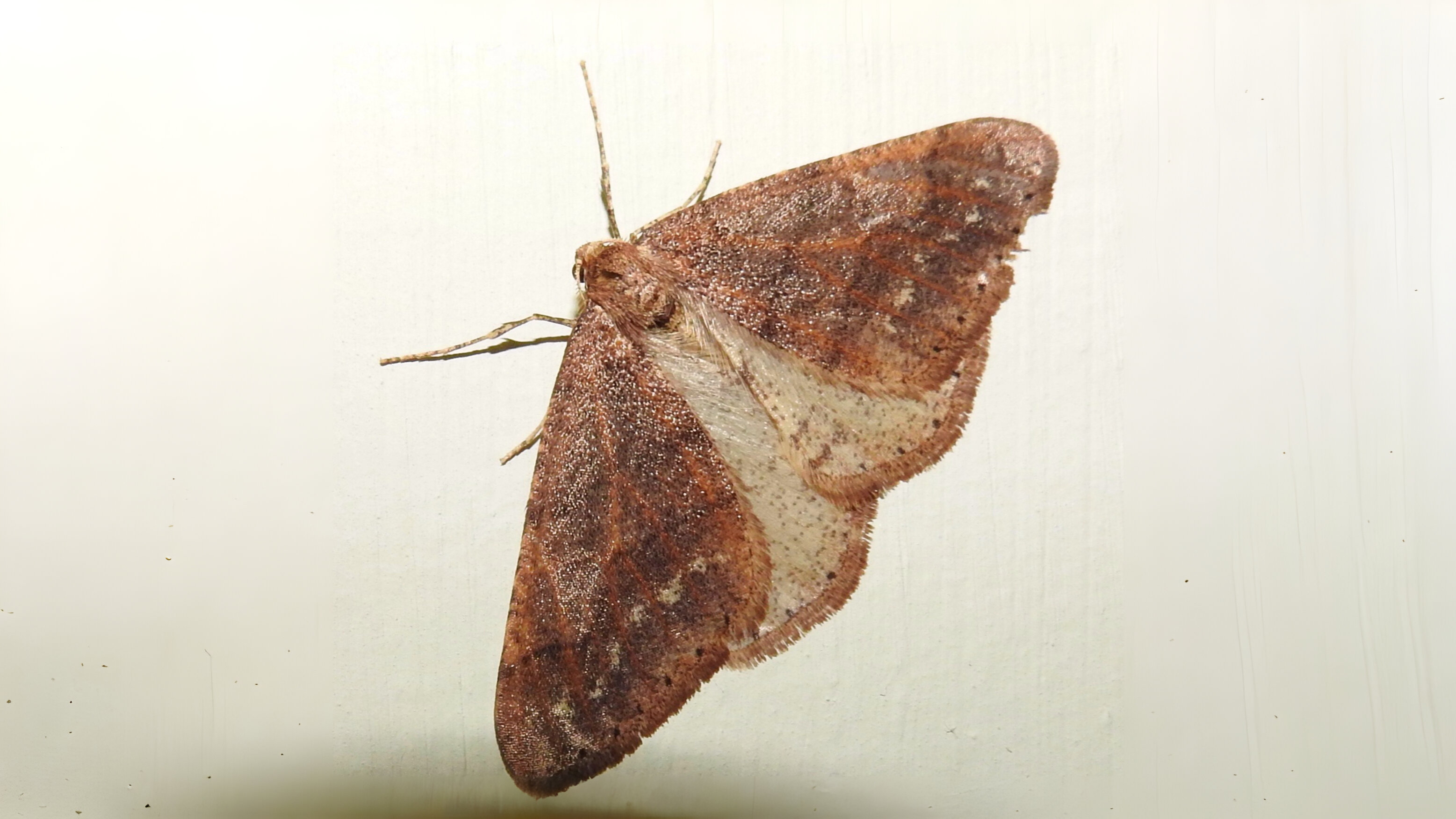 27-Feb Insects, and Spiders Surprises Section Image