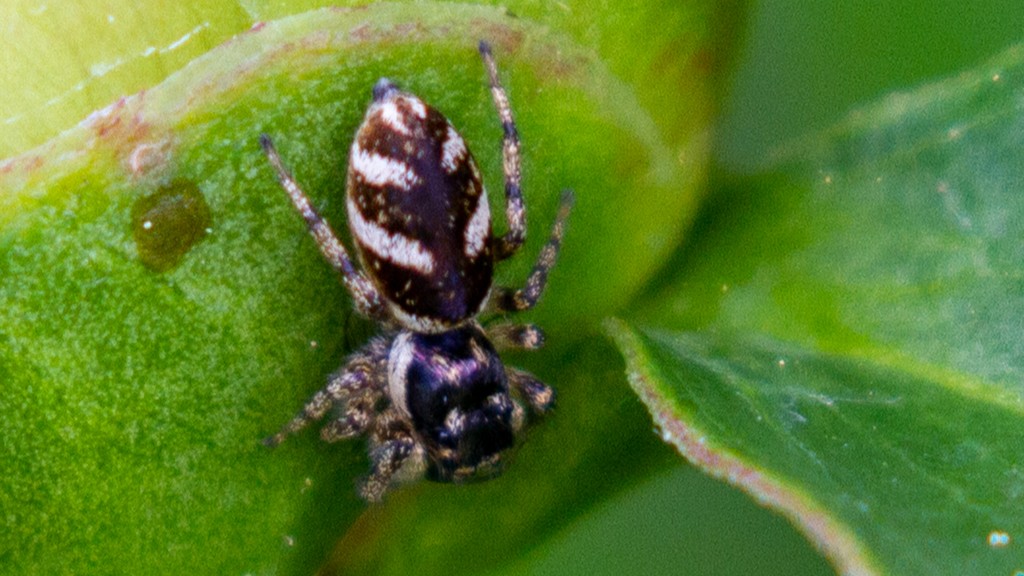 27-Feb Insects, and Spiders Surprises Section Image