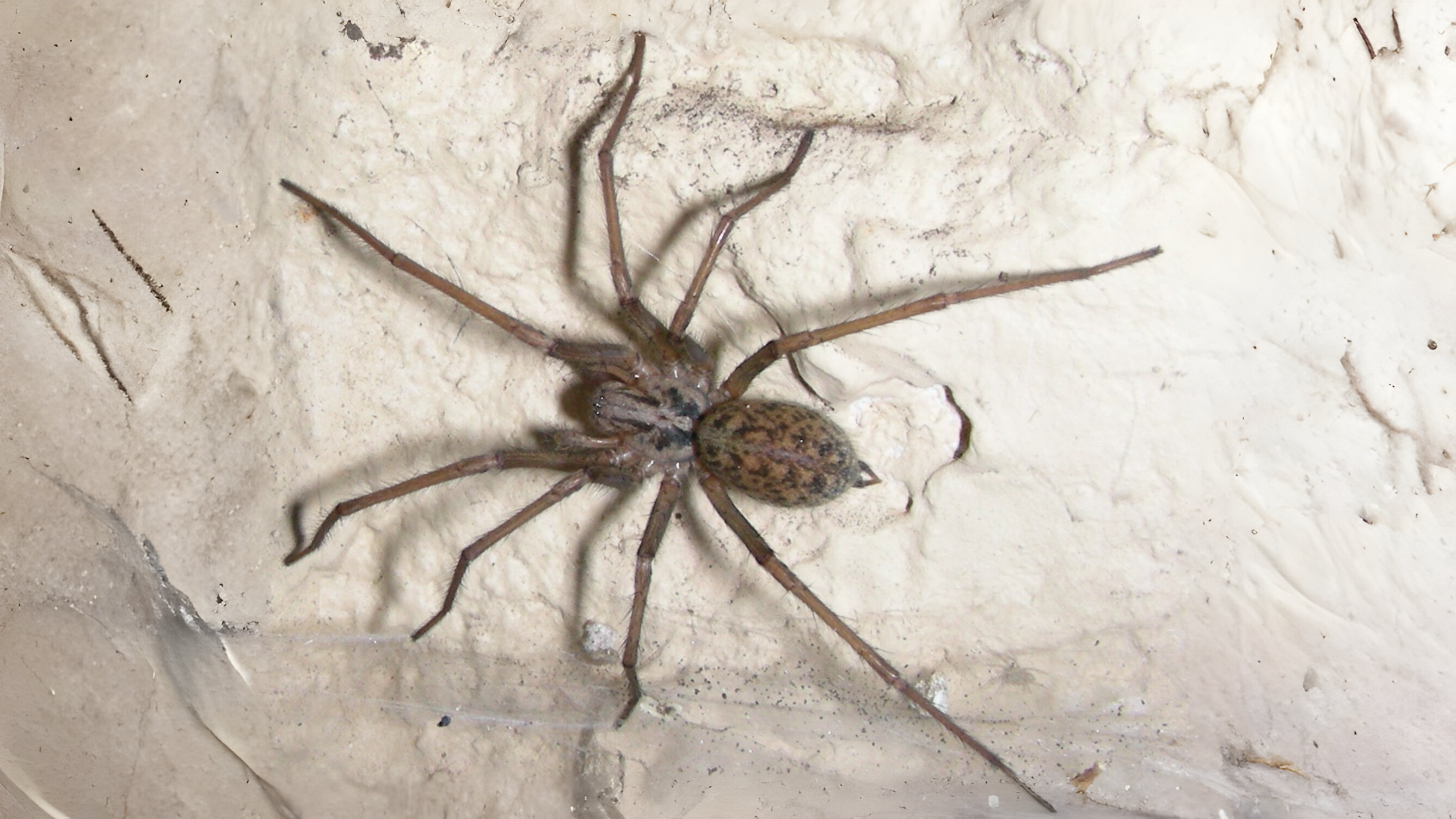 27-Feb Insects, and Spiders Surprises Section Image