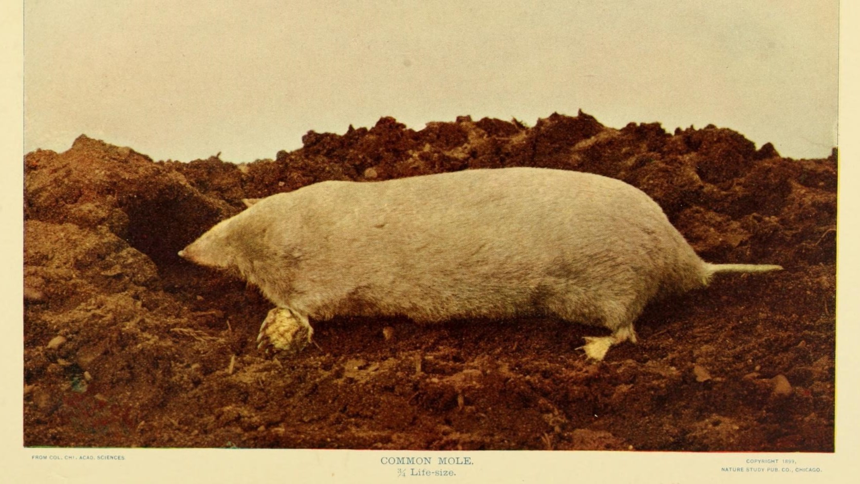 27-Jan Moles and Wildlife Tracks Section Image