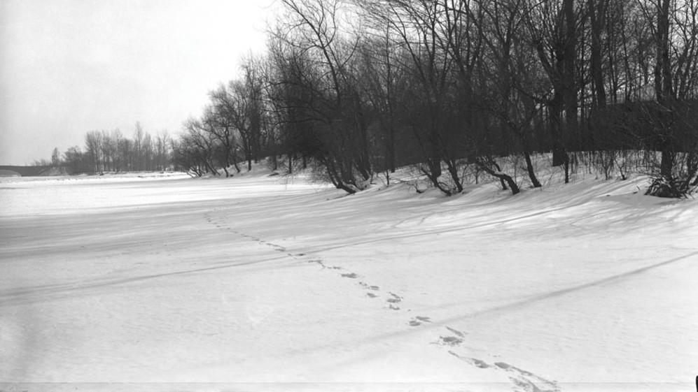 27-Jan Moles and Wildlife Tracks Section Image