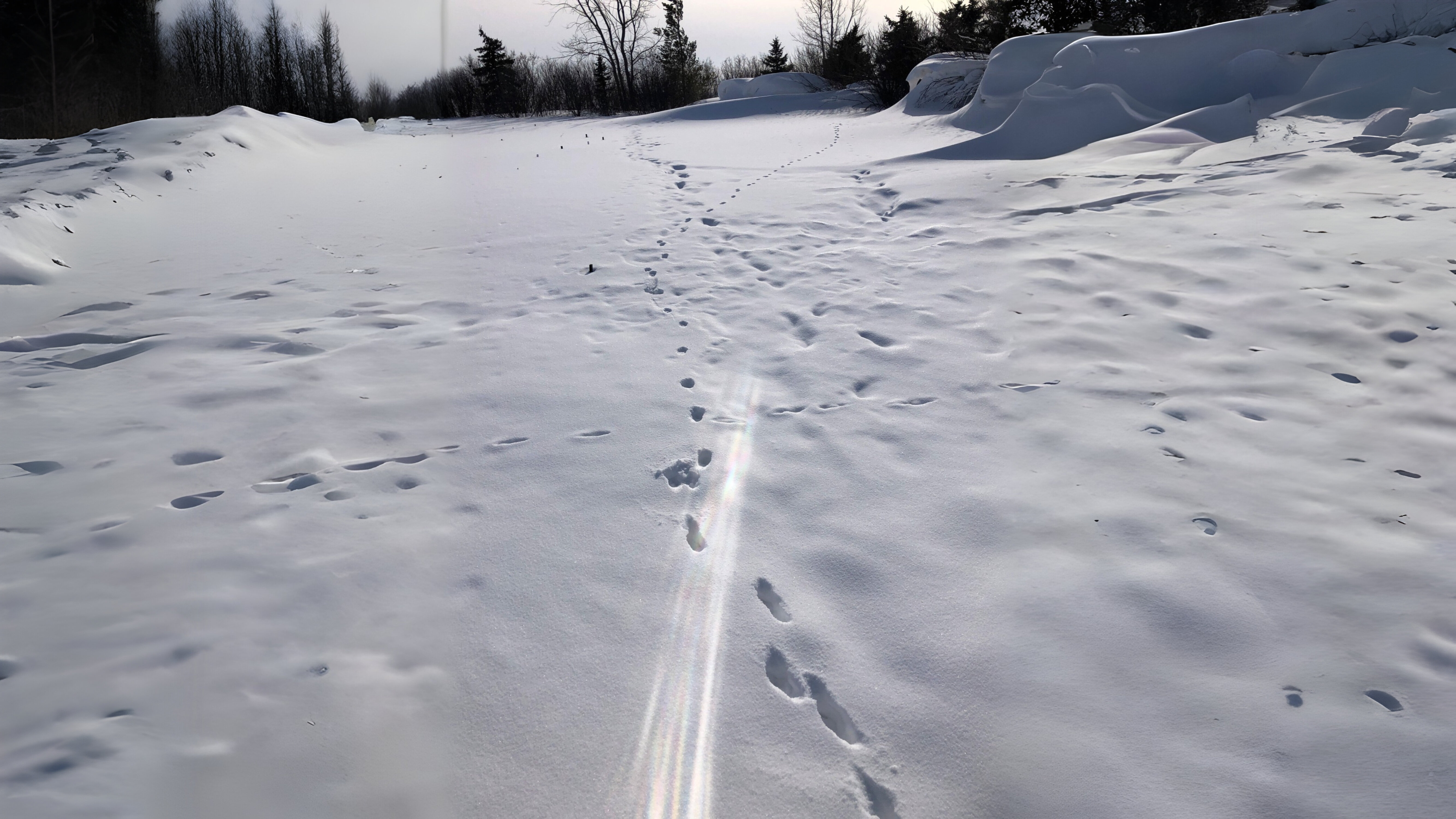 27-Jan Moles and Wildlife Tracks Section Image