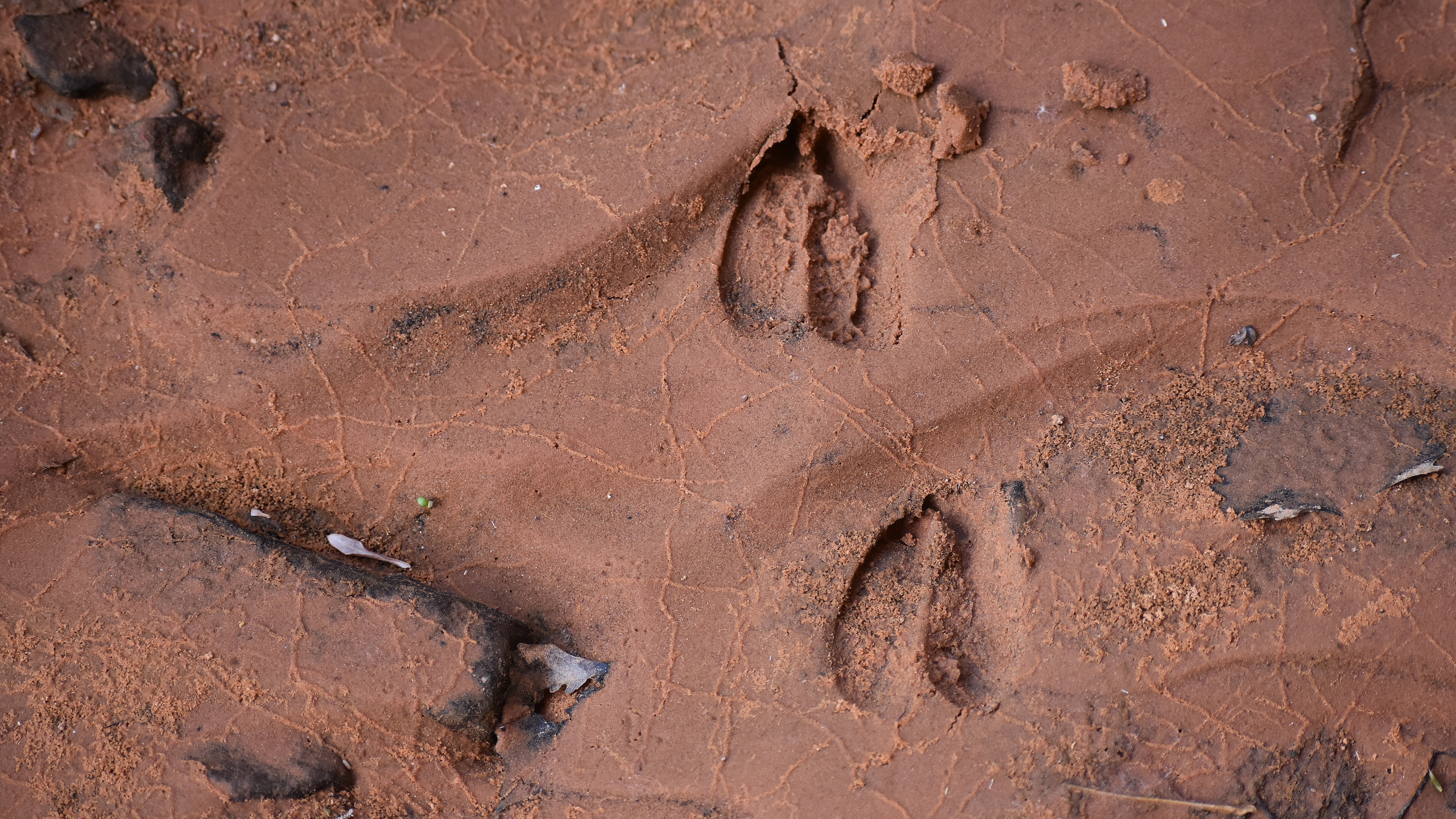 27-Jan Moles and Wildlife Tracks Section Image