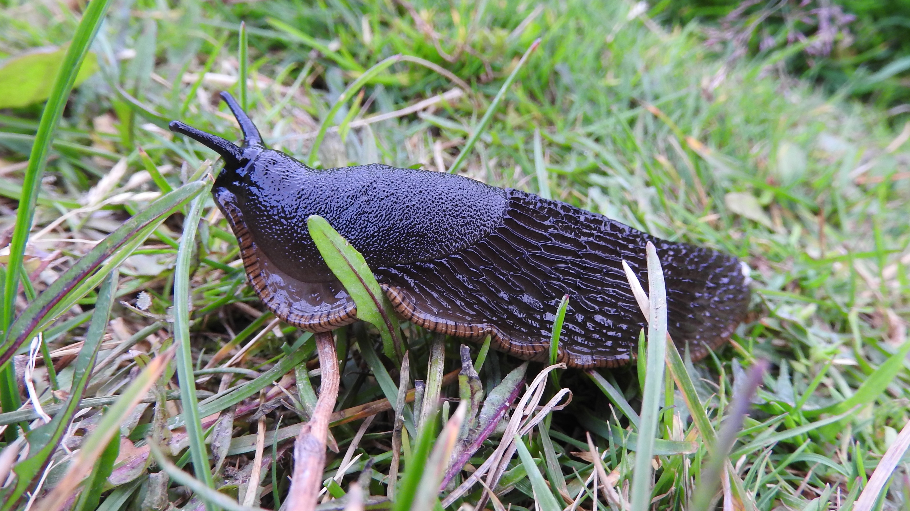 28-Mar London’s Invertebrate Awakening Section Image