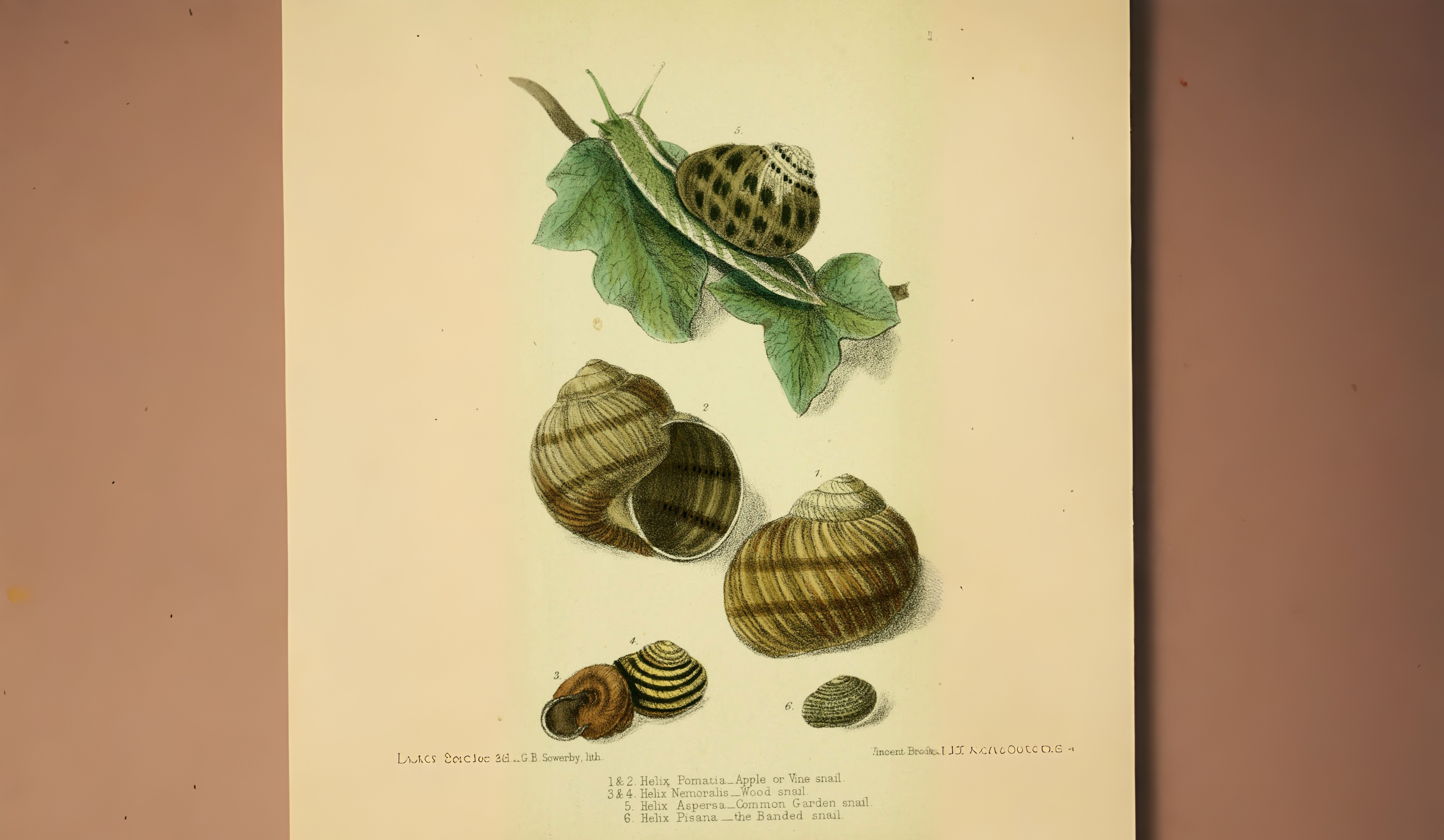 28-Mar London’s Invertebrate Awakening Section Image