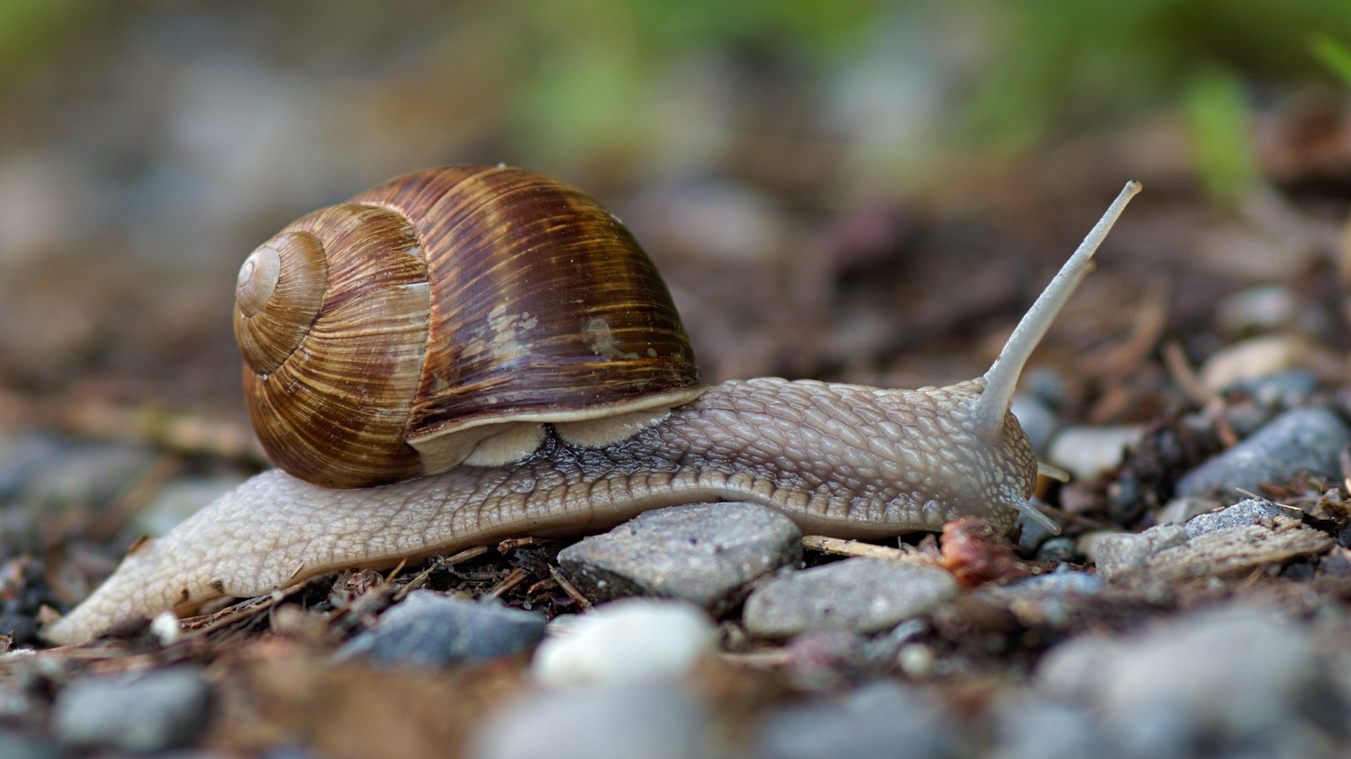 28-Mar London’s Invertebrate Awakening Section Image