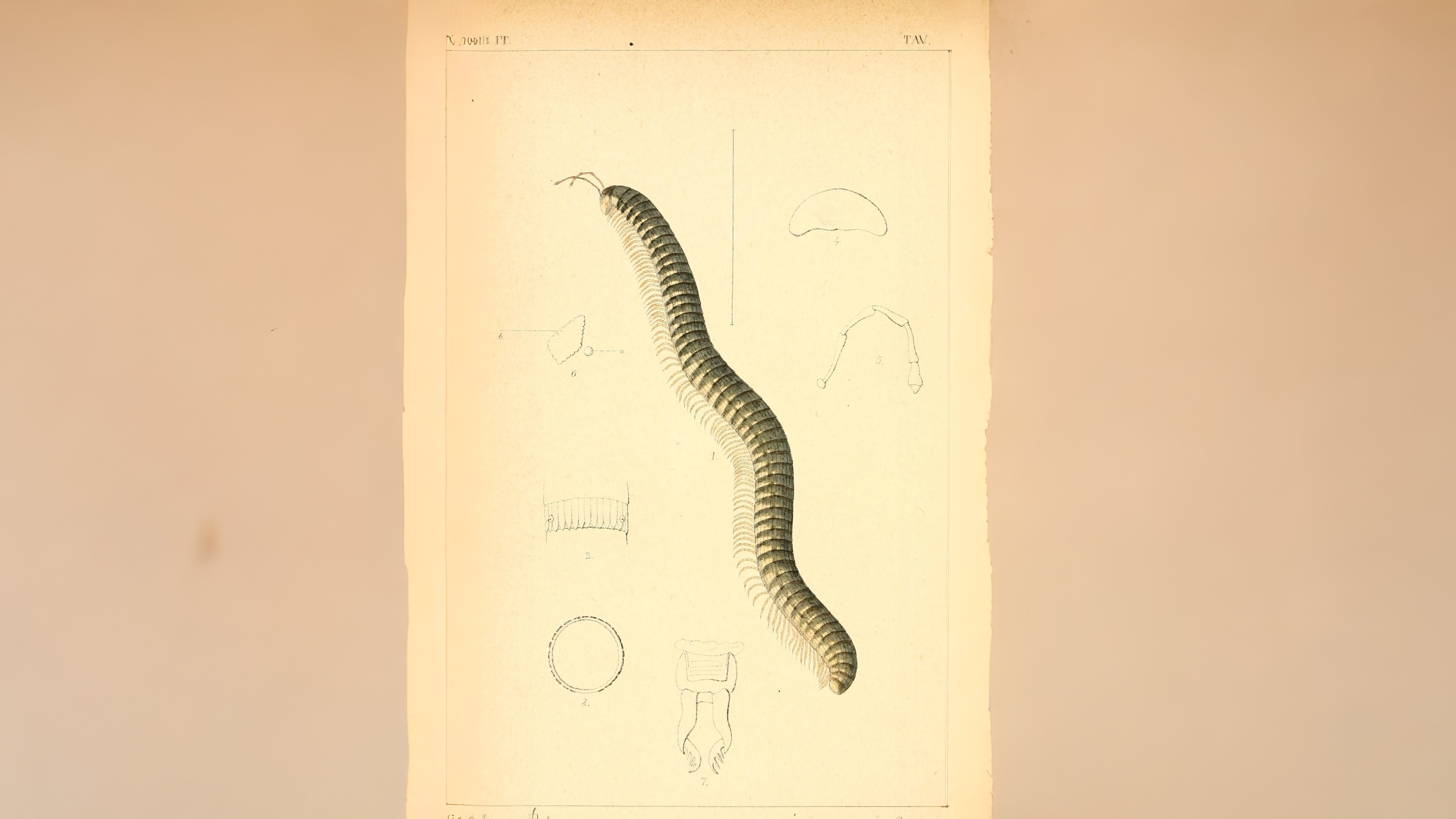 28-Mar London’s Invertebrate Awakening Section Image
