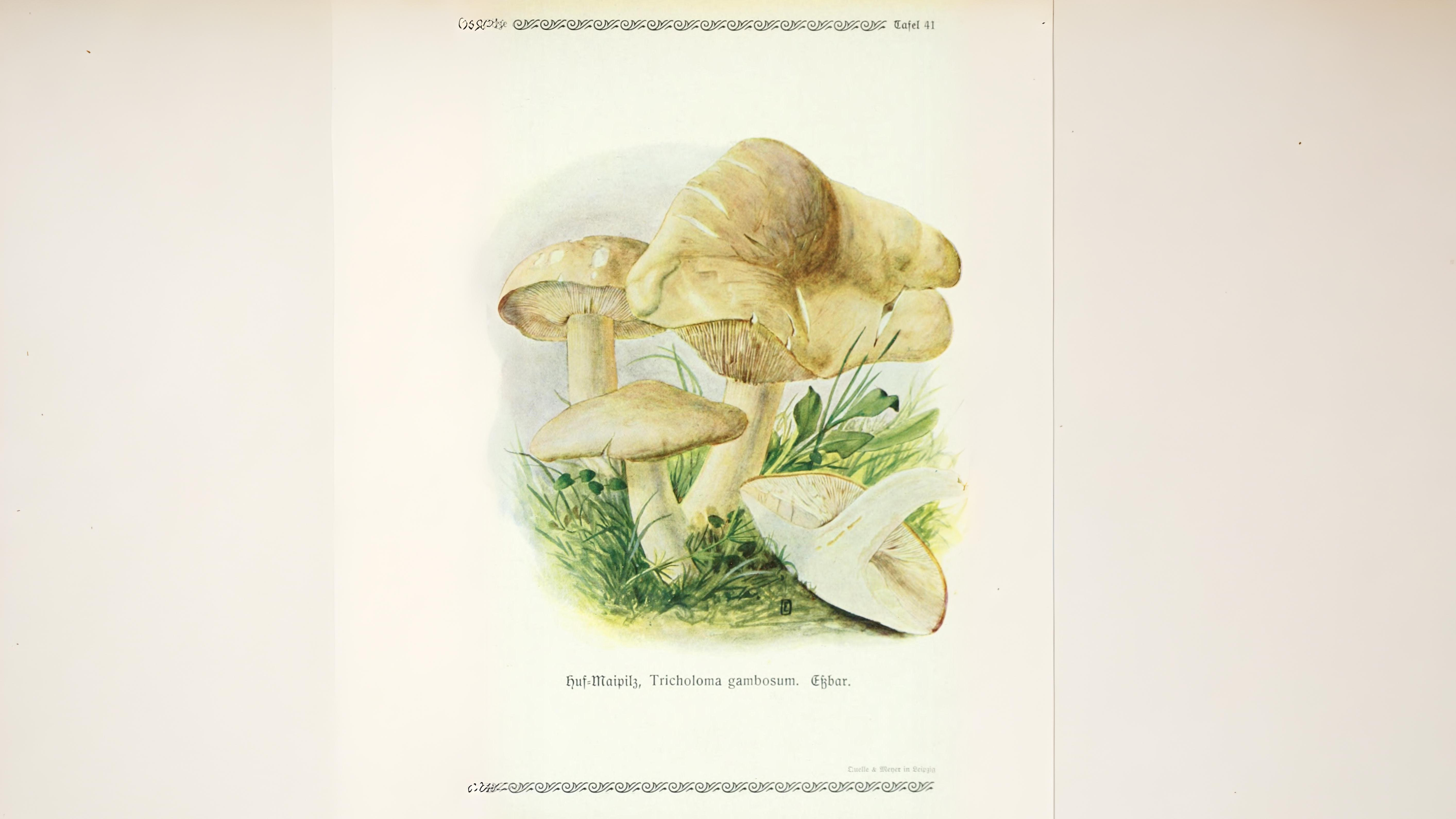 28-Apr London’s April Underground: Fungi & Mosses Section Image
