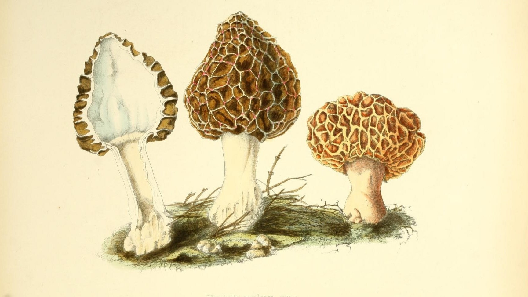 28-Apr London’s April Underground: Fungi & Mosses Section Image