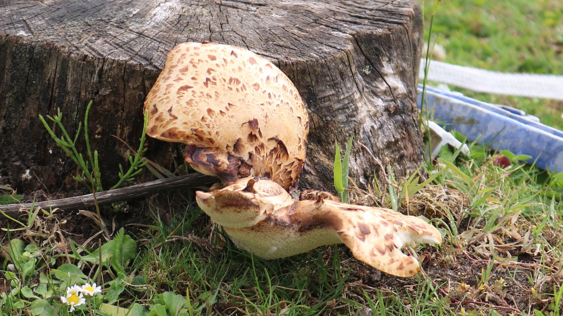 28-Apr London’s April Underground: Fungi & Mosses Section Image