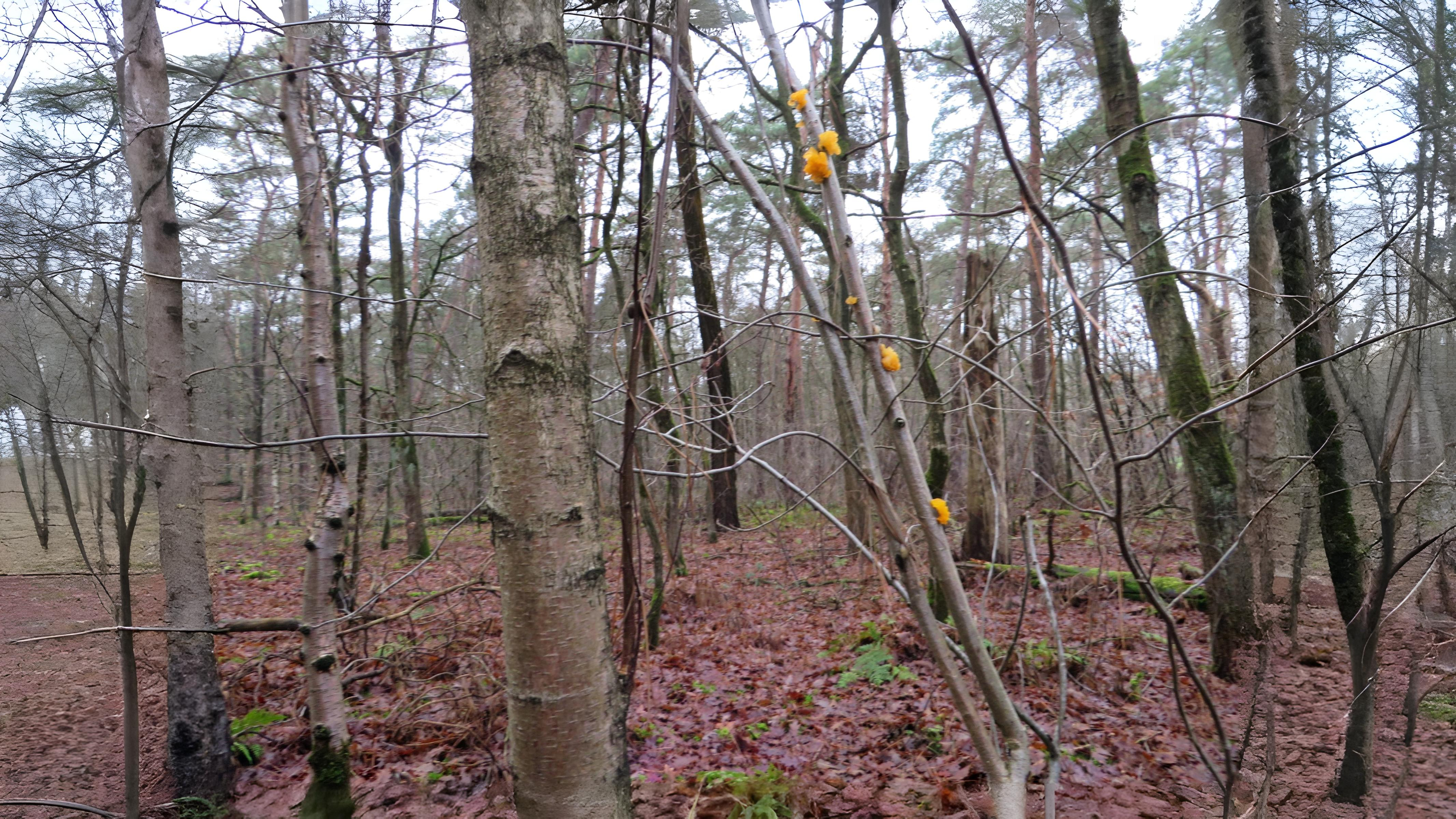 28-Apr London’s April Underground: Fungi & Mosses Section Image