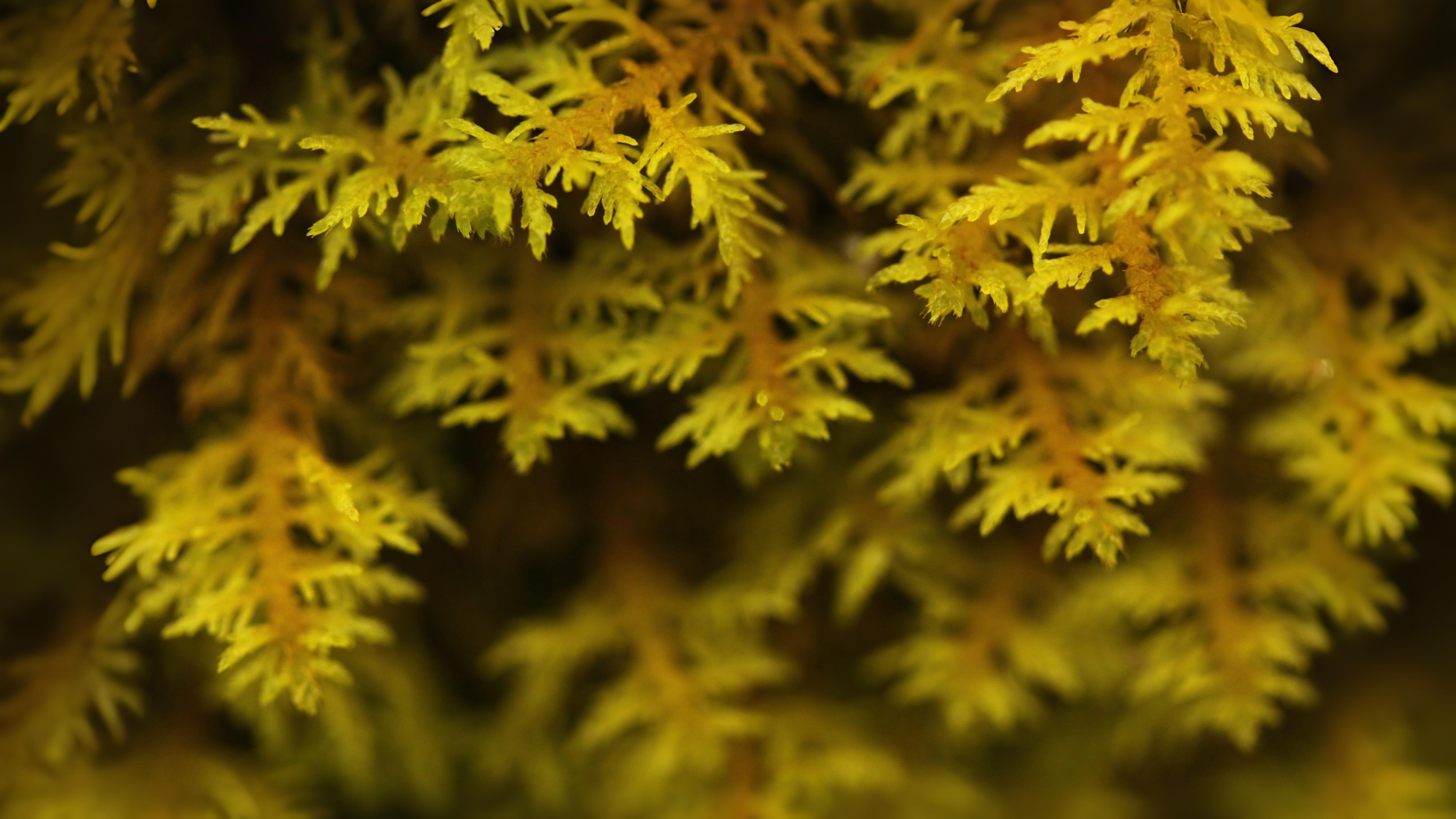 28-Apr London’s April Underground: Fungi & Mosses Section Image