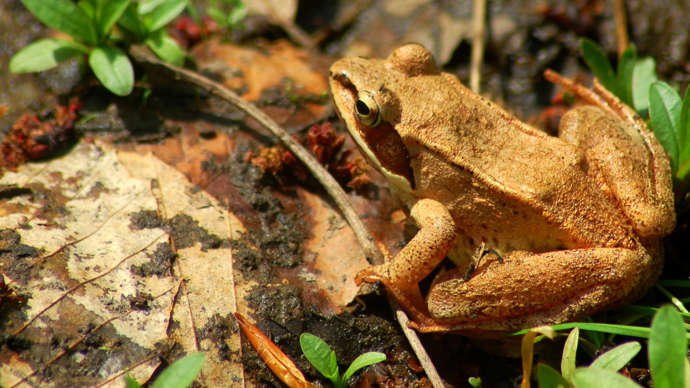 28-Jan Tales of Reptiles, Fish and More Section Image