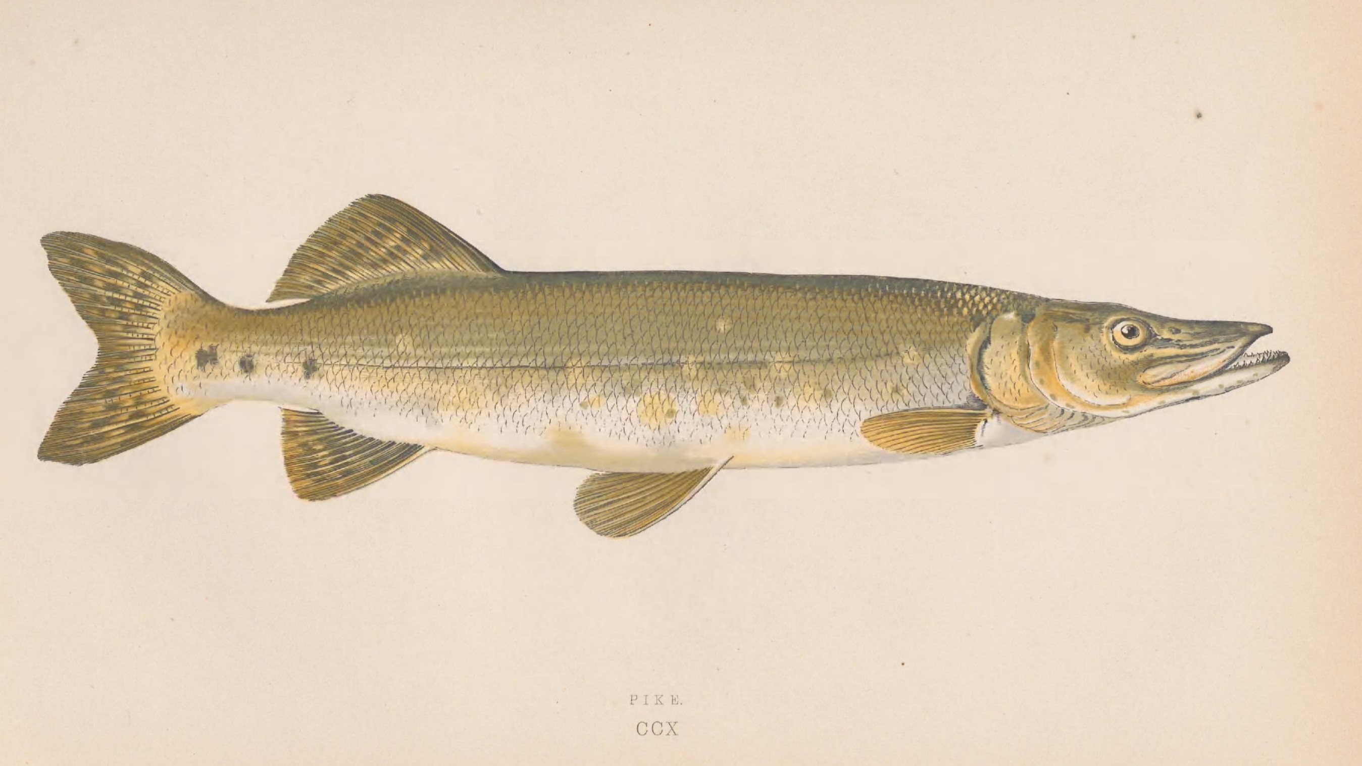 28-Jan Tales of Reptiles, Fish and More Section Image