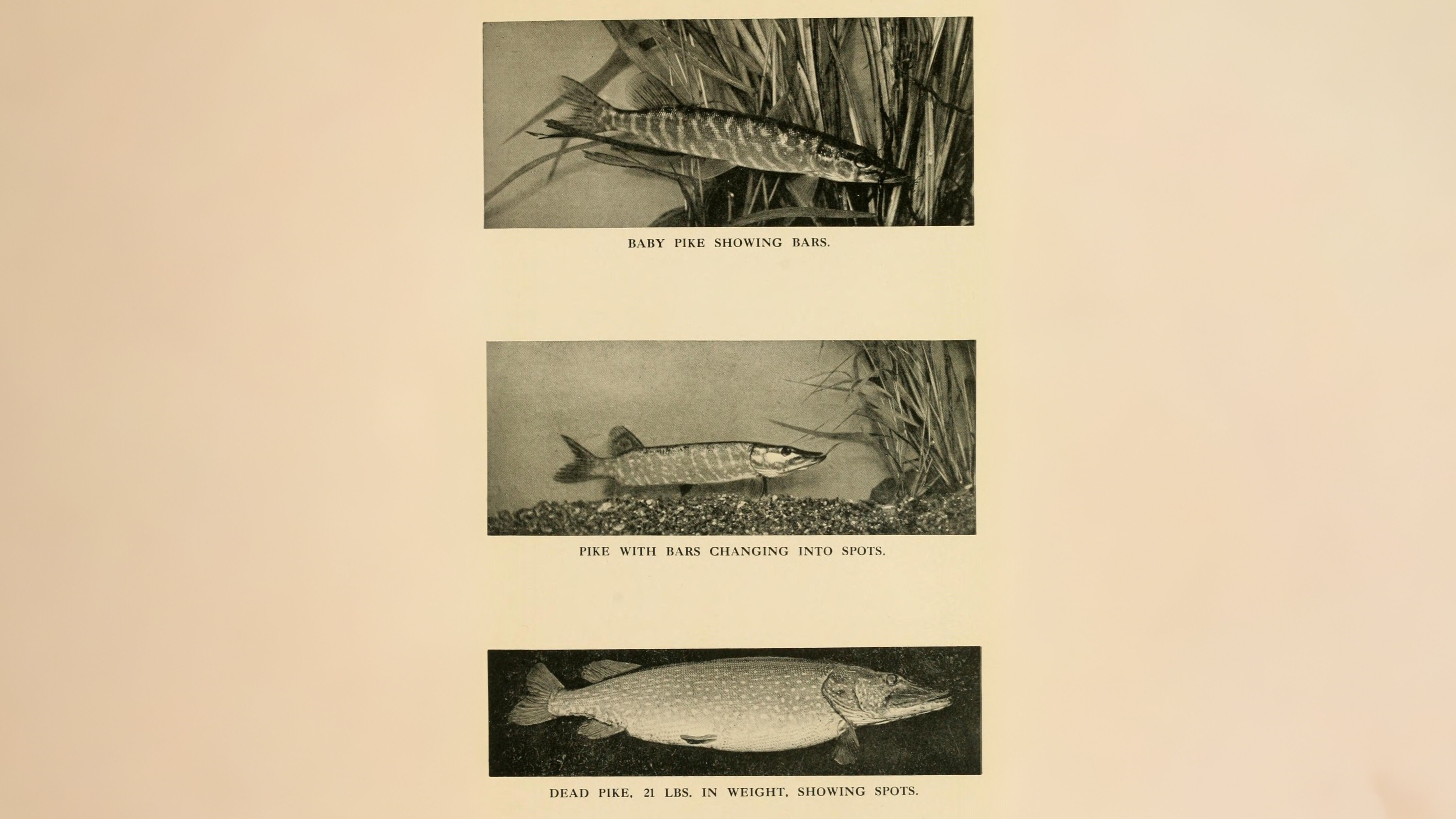 28-Jan Tales of Reptiles, Fish and More Section Image