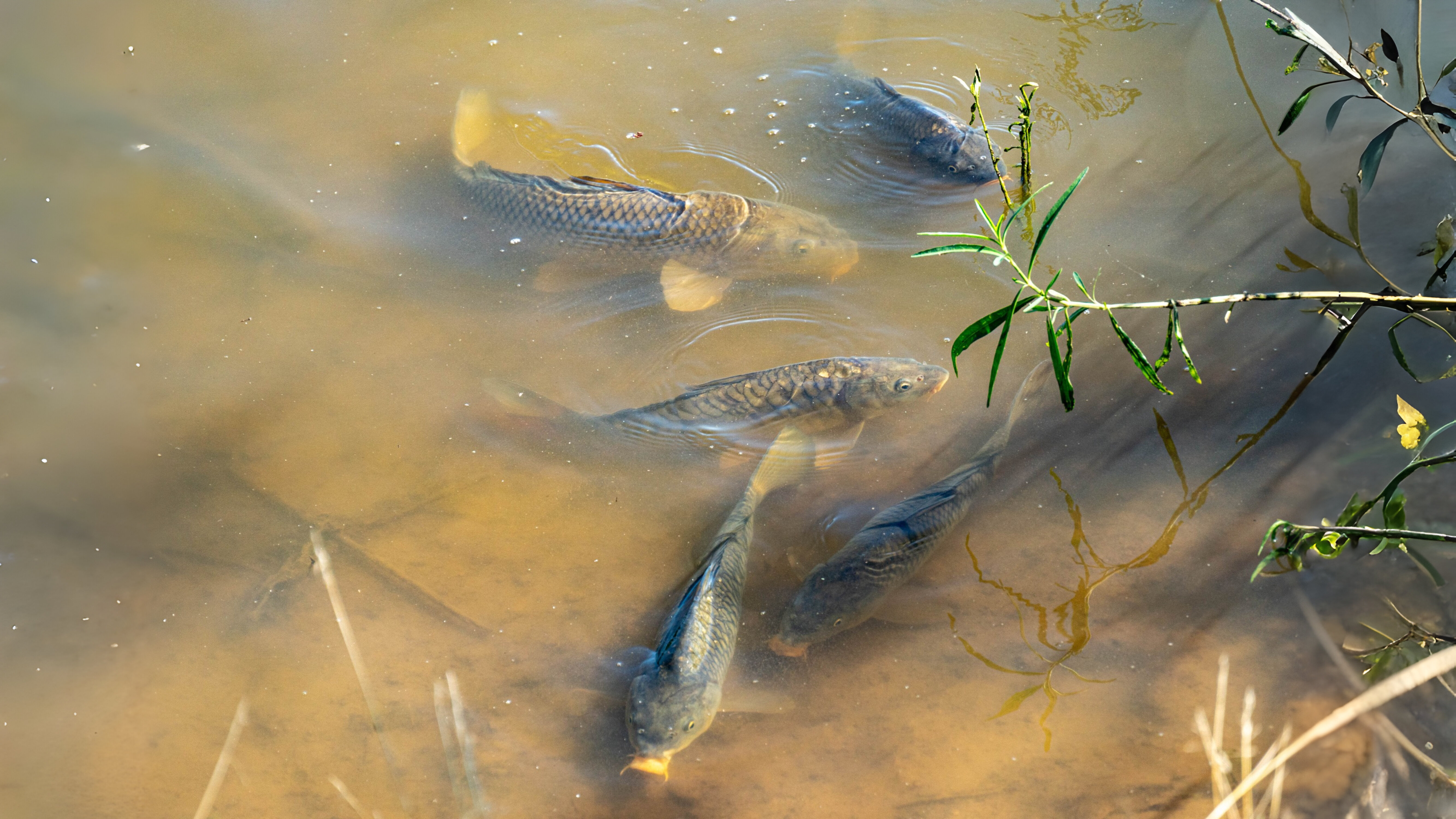 28-Jan Tales of Reptiles, Fish and More Section Image