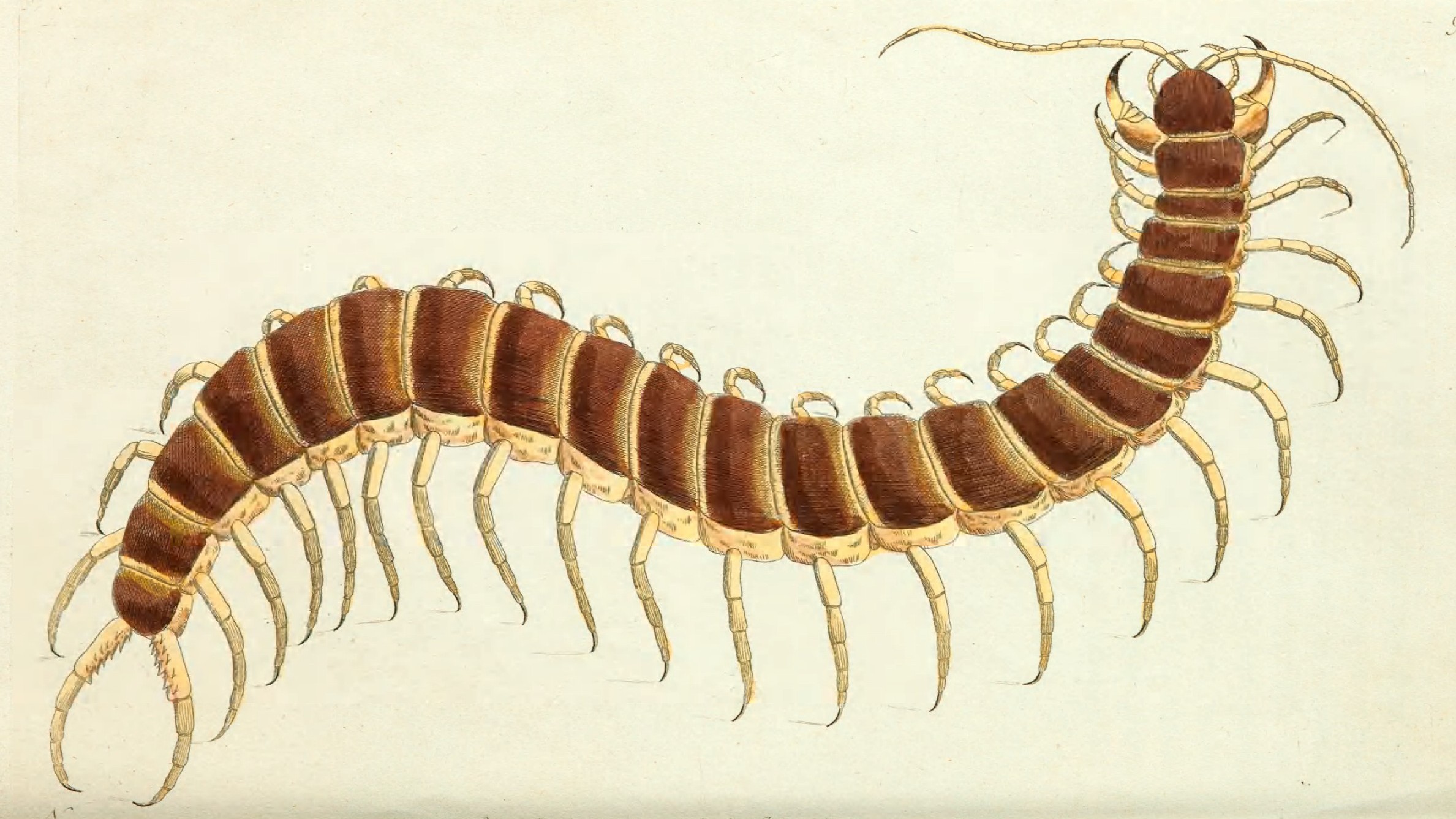 28-Jan Tales of Reptiles, Fish and More Section Image