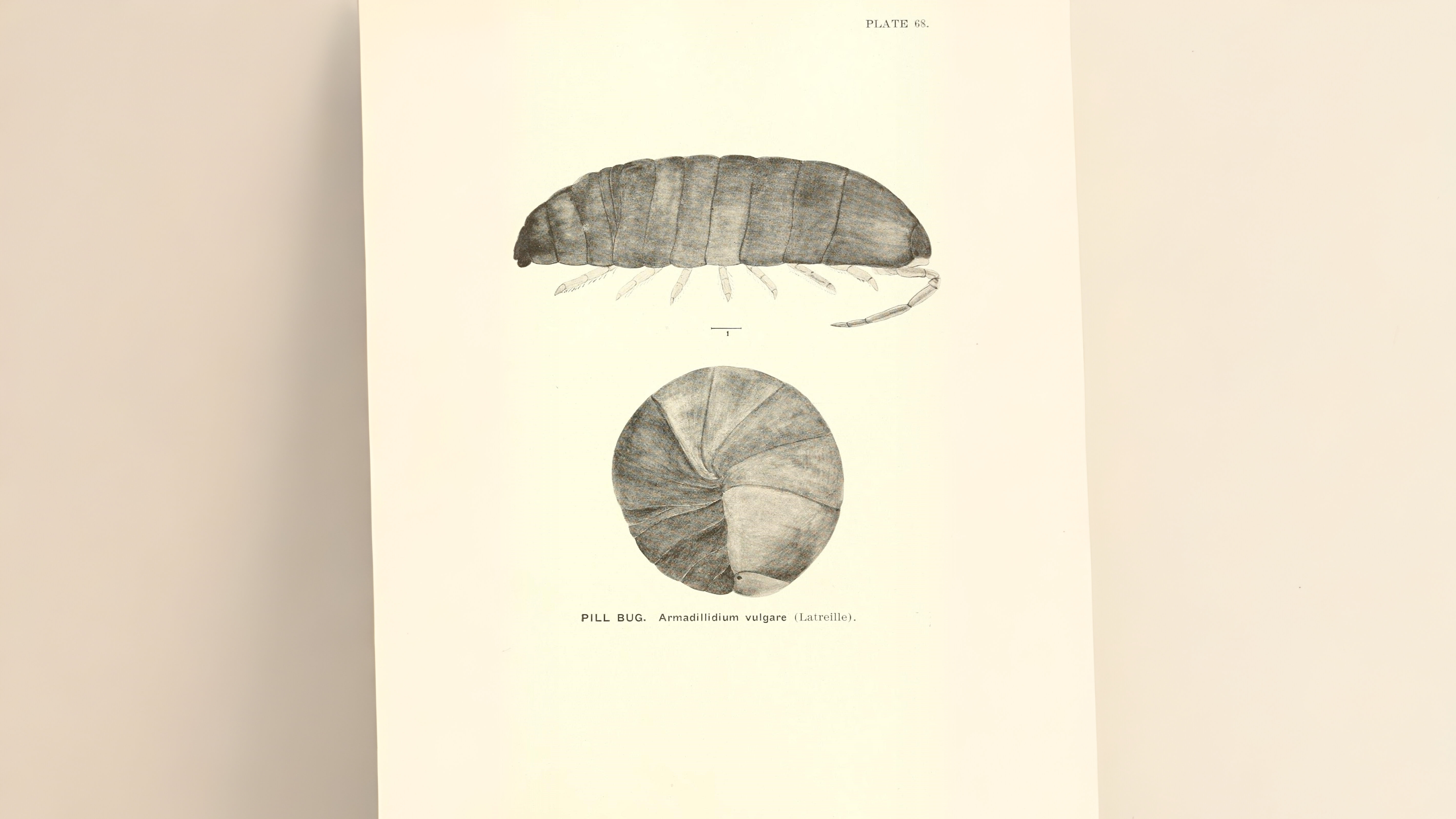 28-Jan Tales of Reptiles, Fish and More Section Image