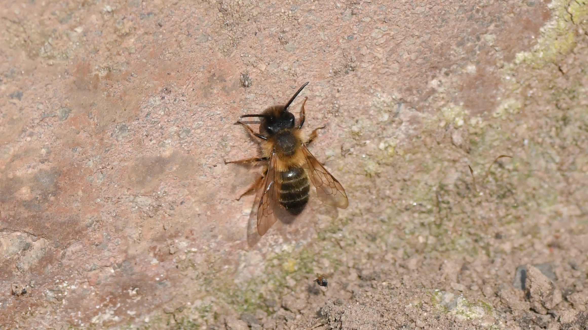 29-Mar London’s Insect Revival Section Image