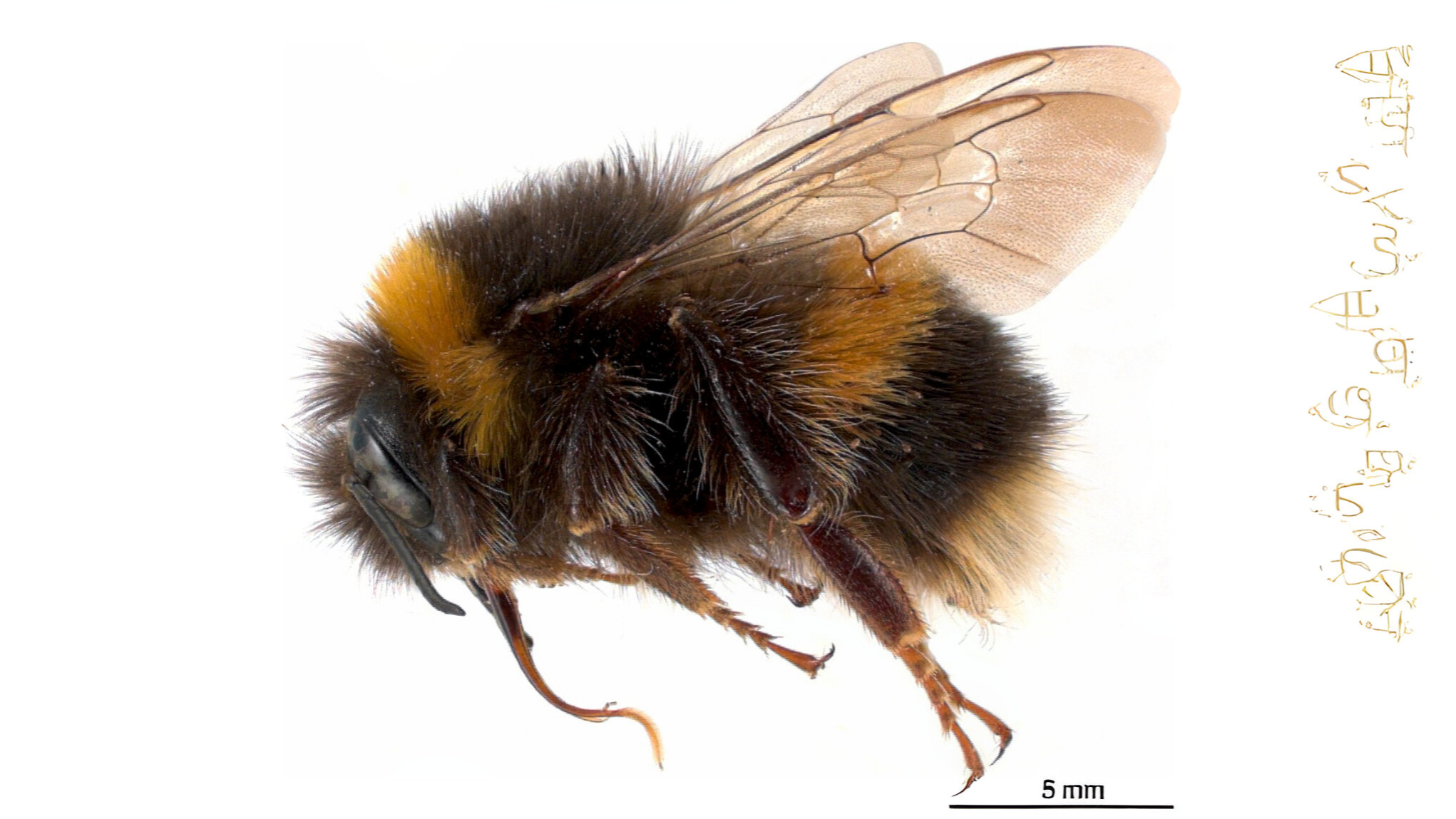 29-Mar London’s Insect Revival Section Image