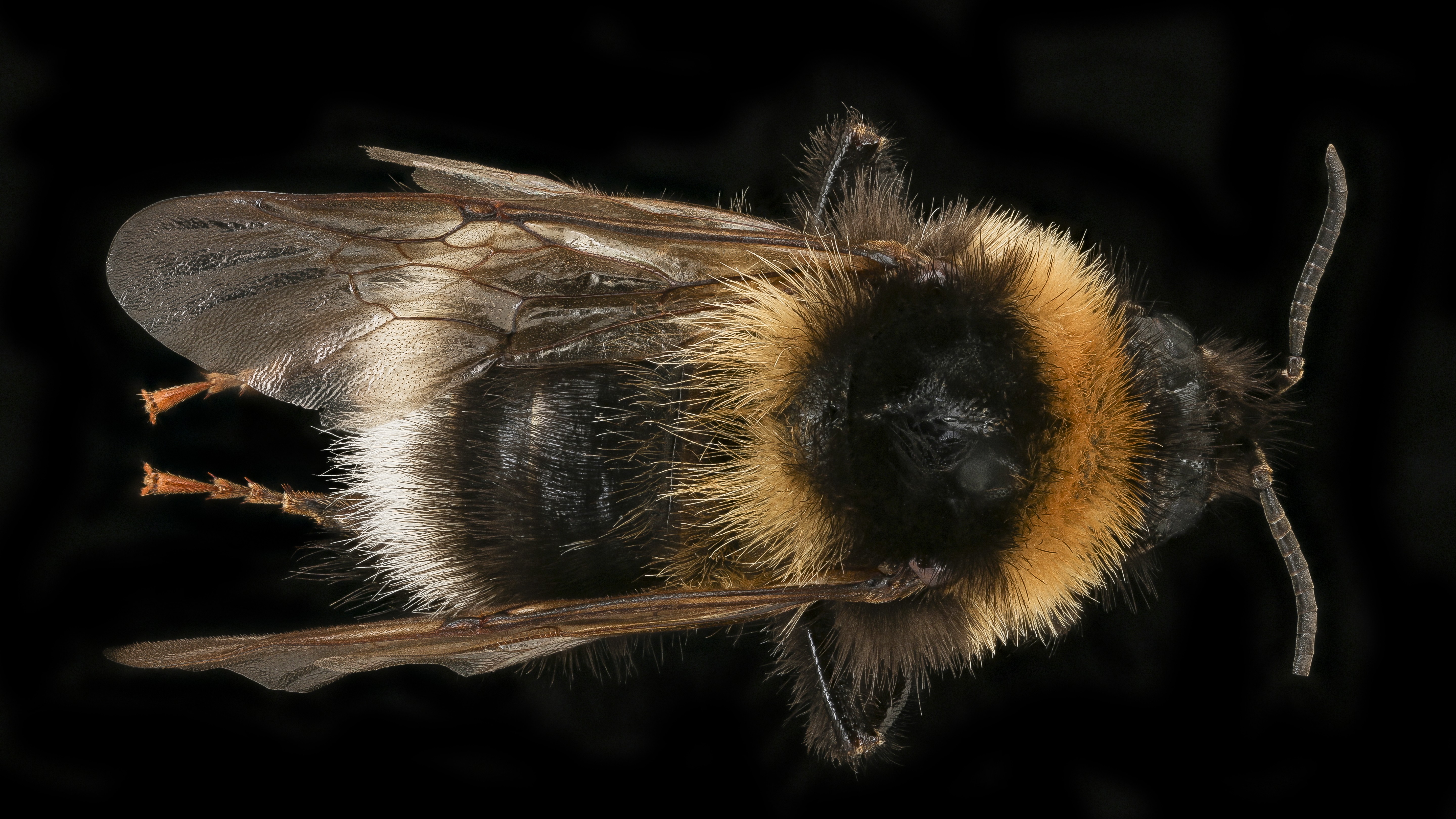 29-Mar London’s Insect Revival Section Image