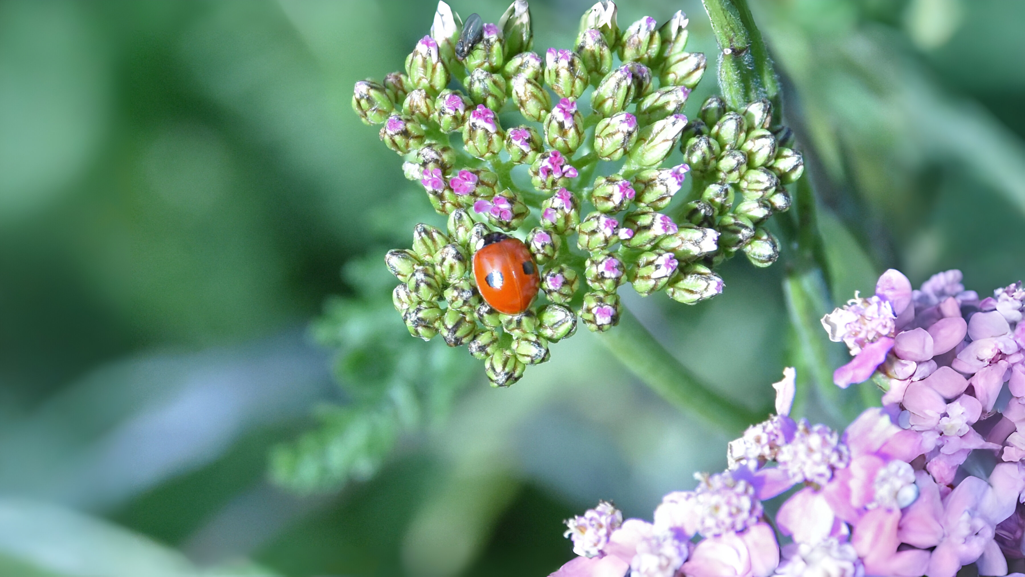 29-Mar London’s Insect Revival Section Image
