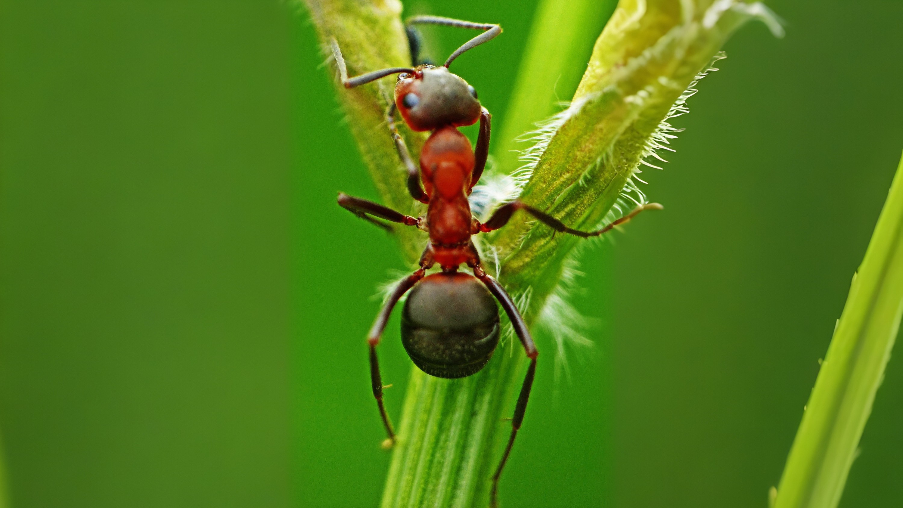 29-Mar London’s Insect Revival Section Image