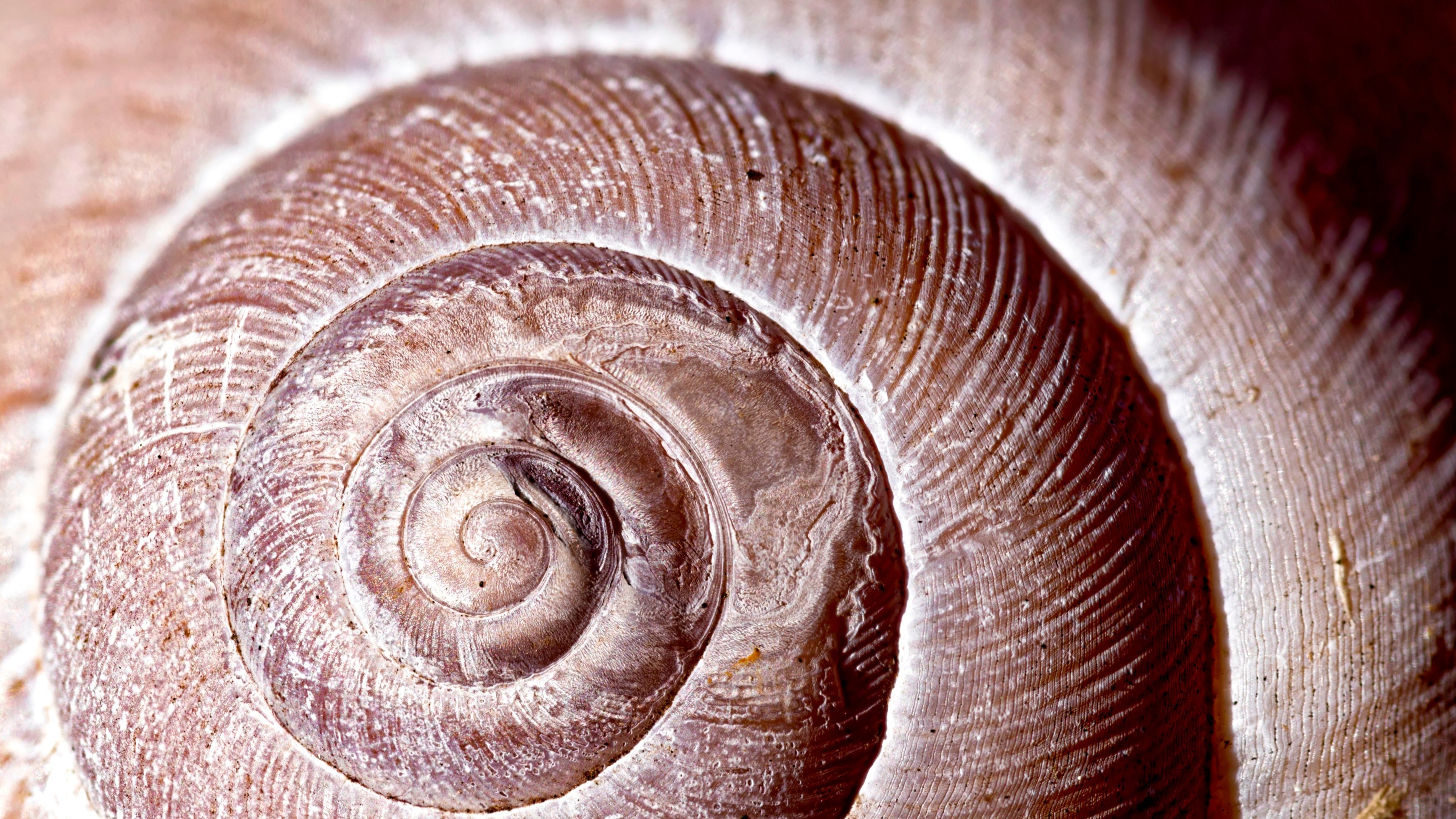 29-Apr London’s April Snails: Spiral Secrets Section Image