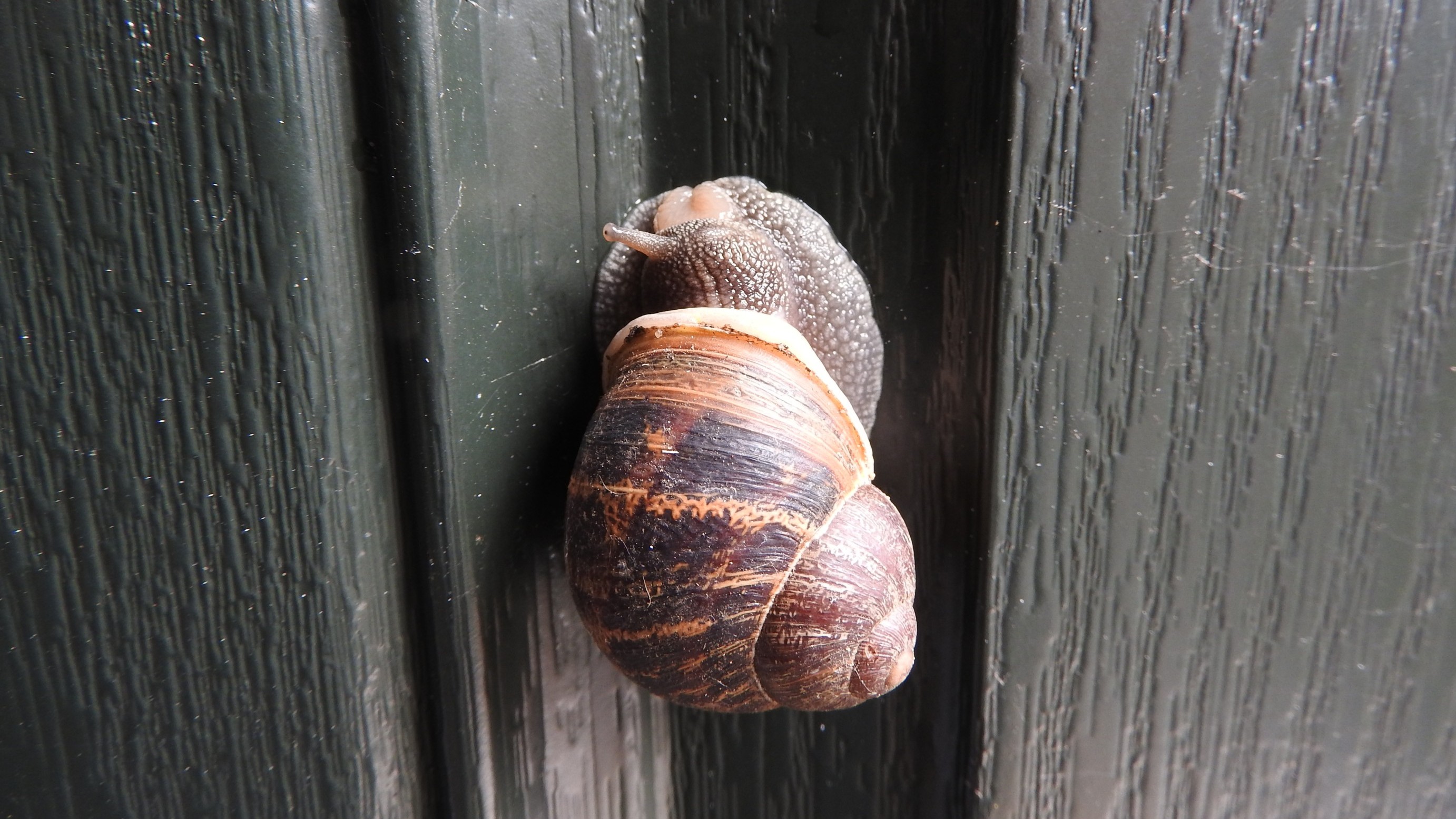 29-Apr London’s April Snails: Spiral Secrets Section Image